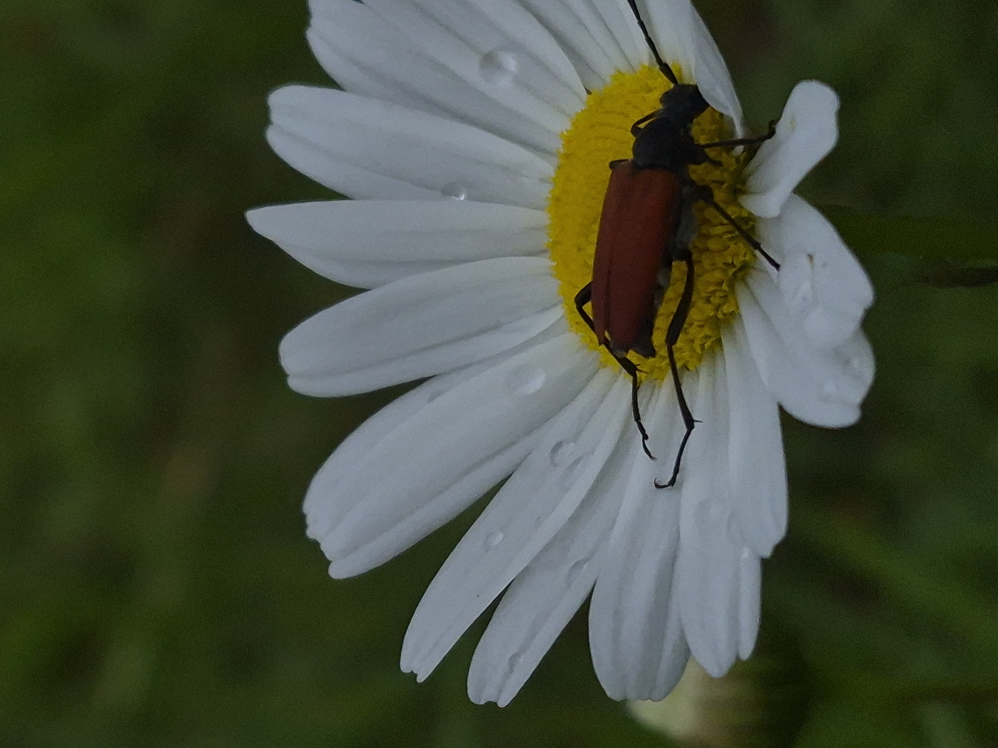 A macro photograph captures a reddish-brown longhorn beetle resting on the bright yellow center of a white daisy. The beetle is positioned horizontally, its body facing towards the right side of the frame. Its legs and antennae are visible, spread out on the petals and the flower's center. Several water droplets are scattered across the white petals, indicating recent moisture. The background is a soft blur of dark green foliage, creating a shallow depth of field that emphasizes the subject. The overall lighting is diffused, suggesting an overcast day or a shaded environment. The scene is a close-up view of nature, without any human presence or urban elements. There is no information to suggest this image is located in Sooblase, Estonia.
