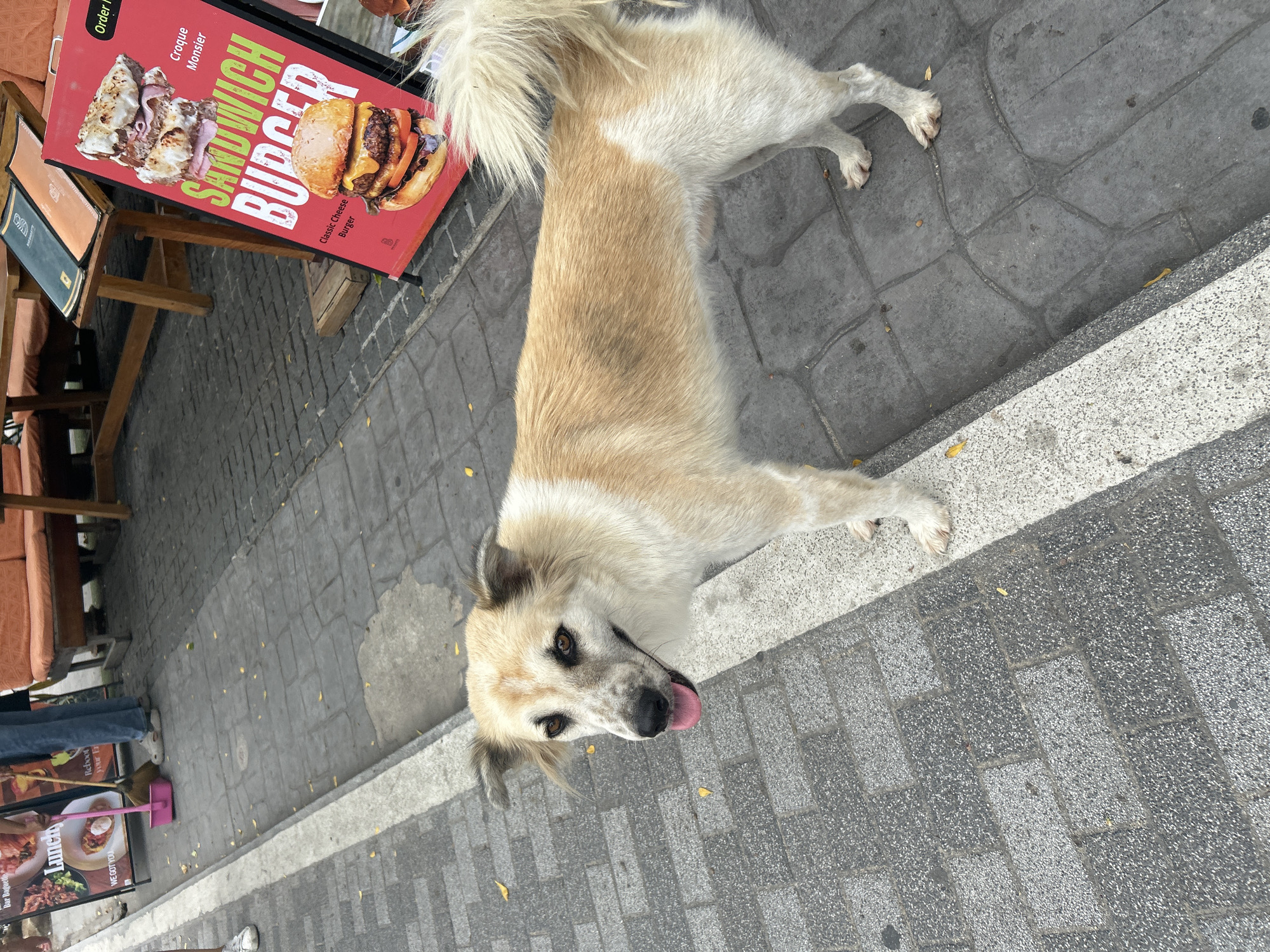 A medium-sized, tan and white dog stands on a paved sidewalk next to a curb. The dog has brown eyes, a black nose, and its tongue is hanging out. The dog's fur is medium length, with tan patches on its back and head, and white fur on its legs and underside. A white stripe runs down the dog's back. The sidewalk is made of grey interlocking bricks. Yellow leaves are scattered on the sidewalk. In the background, a red A-frame sign advertises a "Sandwich Burger" and "Croque Monsieur" with images of the food. Part of an orange sofa and a wooden table are visible behind the sign. A person wearing blue jeans and white shoes is seen sweeping the area with a broom and a pink dustpan. The environment appears to be a street in Ko Samui District, Thailand, likely near a food establishment.