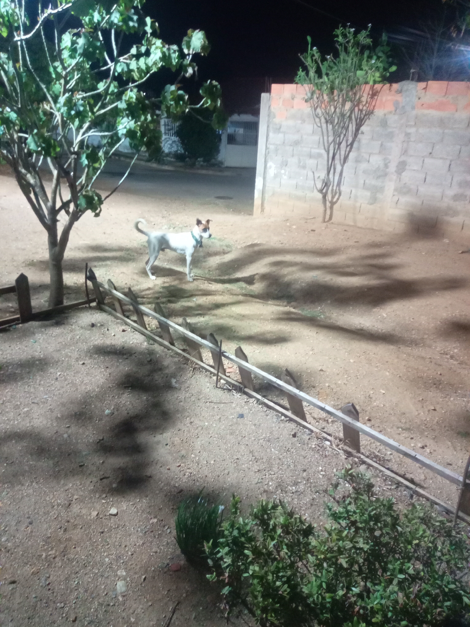 A medium-sized, white and brown dog stands alert on a dirt ground in what appears to be a yard or outdoor area at night. The dog has a collar. In the background, a brick and concrete wall encloses the area. Two trees are visible; one to the left with broad green leaves and another smaller, sparser tree to the right. A broken wooden fence or railing runs diagonally across the foreground. Shadows from the trees are cast on the ground. The scene is illuminated by artificial light, creating a dimly lit atmosphere typical of nighttime. The location is identified as Altagracia, Venezuela.