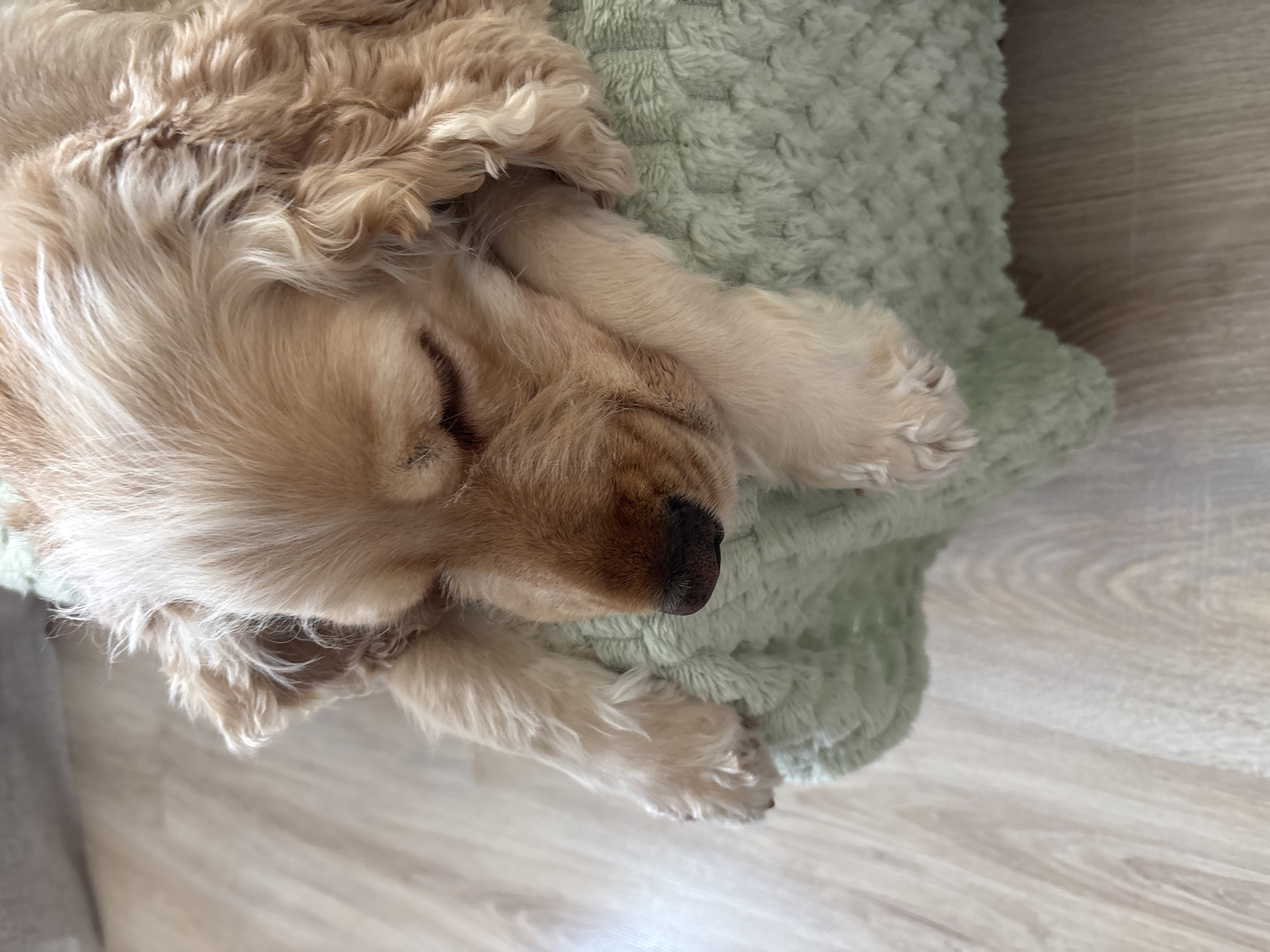 A light brown cocker spaniel puppy sleeps on a light green blanket that is draped over a wooden floor. The puppy's head is resting on its paws, and its eyes are closed. The puppy's fur is soft and wavy. The blanket is textured and has a raised pattern. The wooden floor is light brown and has a wood grain pattern. The image is taken from a high angle, looking down at the puppy.