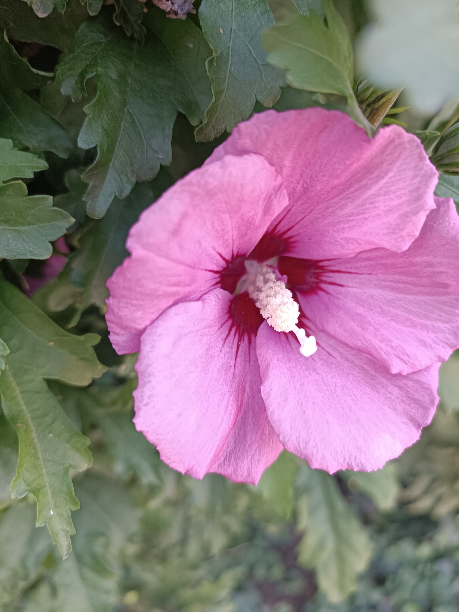 A close-up, vertical, outdoor shot showcases a vibrant pink hibiscus flower in full bloom, its delicate petals unfurling against a backdrop of lush green foliage. The flower's stamen, a fuzzy white structure tipped with yellow, is prominent in the center, drawing the viewer's eye. The image is focused on the flower, with the surrounding leaves slightly blurred, creating a sense of depth. The scene is not specific to Coșnița, Moldova, or any other identifiable city.