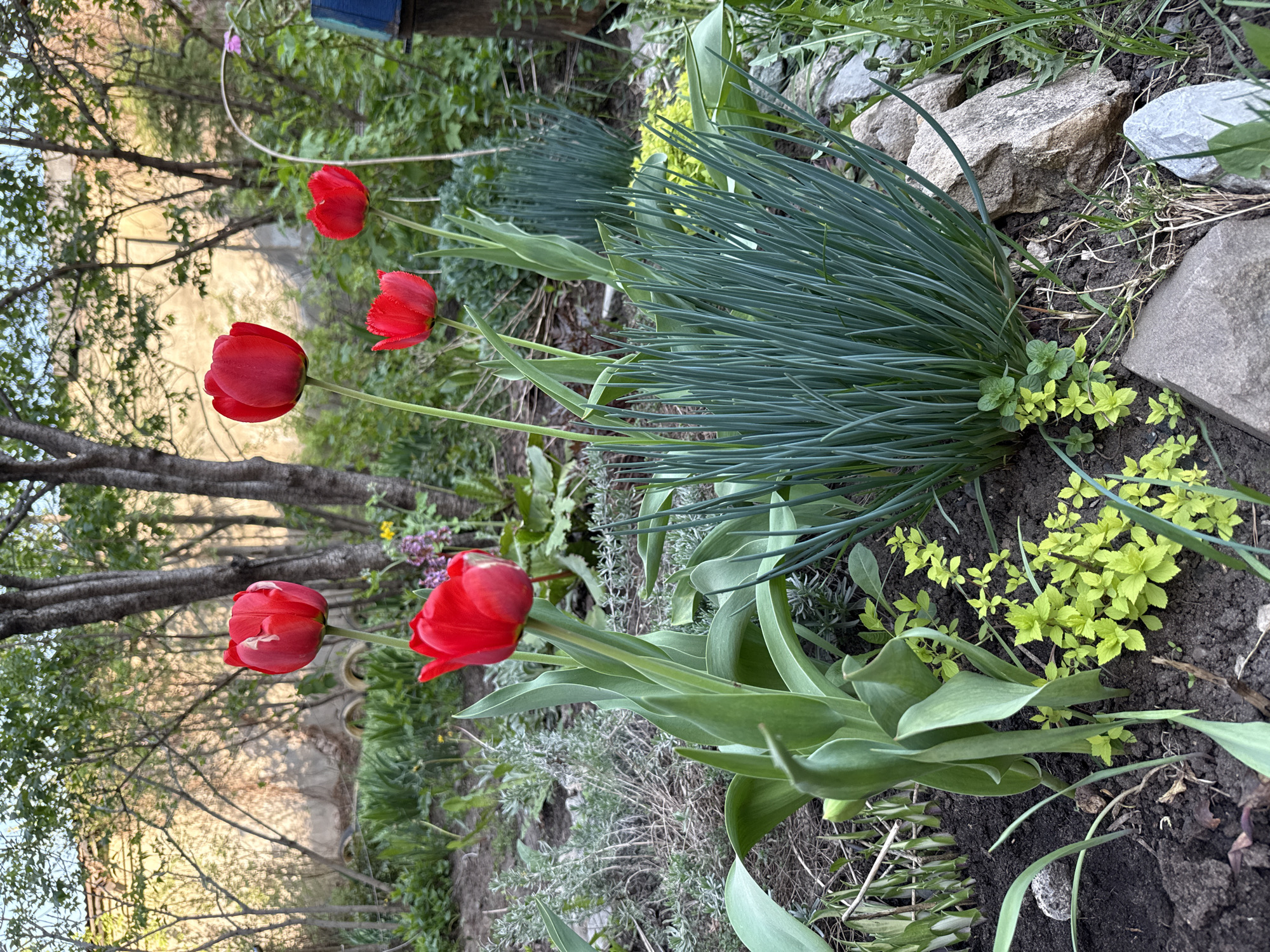 The image shows a garden in what may be Votkinsk, Russia, though this is unconfirmed. Red tulips are prominent, with several in full bloom and others in bud. They are interspersed with clumps of chives or a similar grass-like plant. Other groundcover plants with small green and yellow leaves are visible in the dark soil. Scattered rocks are present in the garden bed. In the background, there are trees and a possible building structure, typical of a residential or park area.