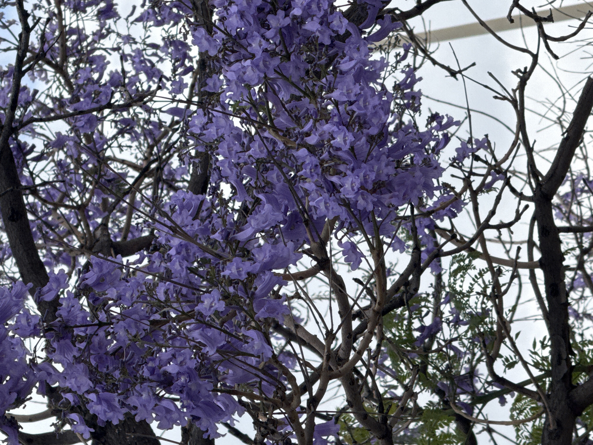 The image shows a tree with purple flowers, likely Jacaranda, in full bloom. The tree has bare branches mixed with the flowering sections, creating a dense pattern against a cloudy sky. Some green leaves are visible amidst the branches. The scene appears to be outdoors.
