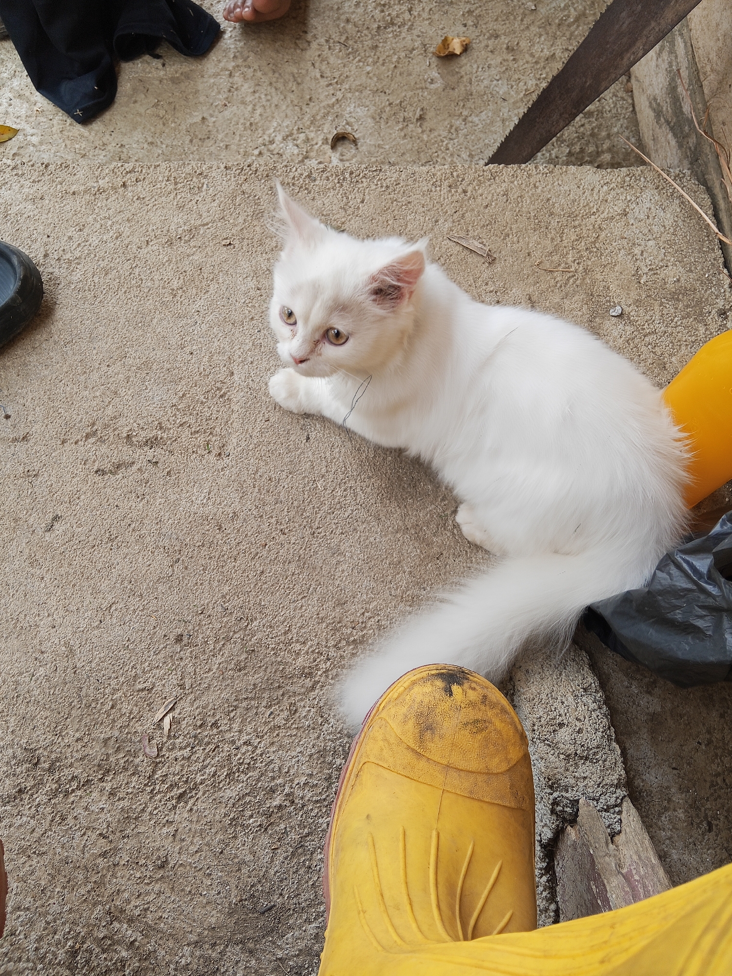 An outdoor, eye-level, medium shot captures a fluffy white kitten on a concrete surface in Makale, Indonesia. The kitten is positioned in the upper right quadrant of the frame, looking towards the left with light-colored eyes. Its white fur is long and appears soft, with a bushy tail extending to the lower right. The concrete surface is textured and appears somewhat sandy, with scattered debris including a small dry leaf and a piece of wood. In the lower foreground, a bright yellow boot is visible, with its sole pointing upwards. To the upper left of the kitten, a black piece of fabric is draped, and a pair of bare feet are partially visible. In the background, to the right of the kitten, a yellow object, possibly a bucket or container, and a black plastic bag are present. A serrated saw is positioned diagonally across the upper right of the frame, resting on a concrete ledge. The lighting appears natural and somewhat diffused.