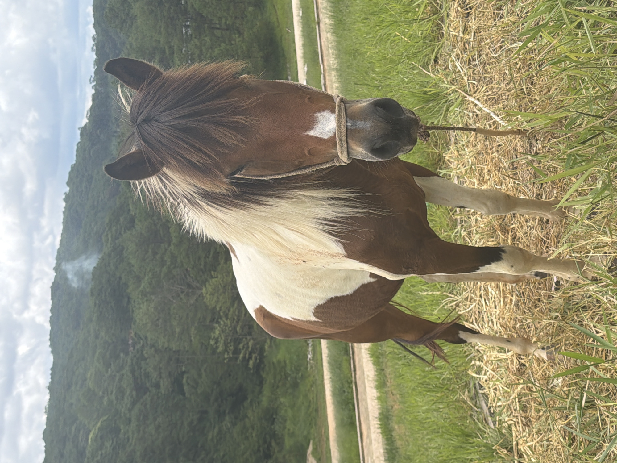 A brown and white horse stands in a grassy field, facing the camera. The horse has a tan and white mane and a white blaze on its forehead. It is wearing a simple rope halter. In the background, rolling hills covered in green trees ascend towards a cloudy sky. A thin plume of smoke rises from the distant treeline, suggesting human activity. A dirt road or path is visible in the mid-ground, running horizontally across the frame. The foreground consists of dry straw and green grass. This scene is likely located on the outskirts of Da Lat, Vietnam, known for its agricultural lands and hilly terrain.