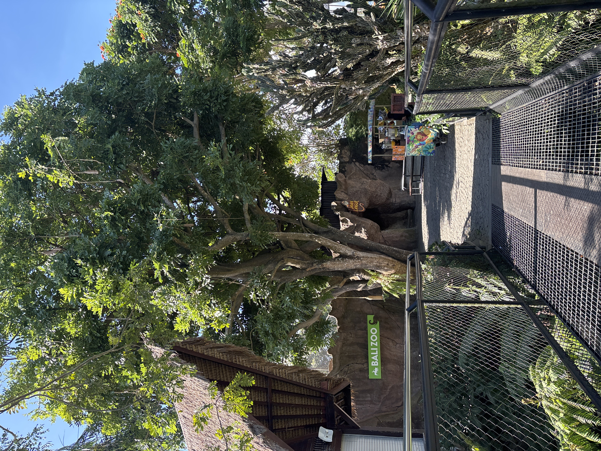 A clear, sunny day in Sukawati, Indonesia, is depicted in this image. The scene is dominated by lush greenery and a large, mature tree with a dense canopy. A thatched-roof building with a brown, textured wall is visible on the left, featuring a green sign that reads "BALI ZOO" with a silhouette of animals. In front of this building, a pathway paved with stone leads into the zoo. To the right of the pathway, a tall, spiky cactus stands out. Further down the path, a colorful cart with various drinks and a depiction of a lion suggests a refreshment stand. A metal walkway with grates forms the foreground, bordered by a black metal fence. The environment appears to be a well-maintained outdoor exhibit within the Bali Zoo.