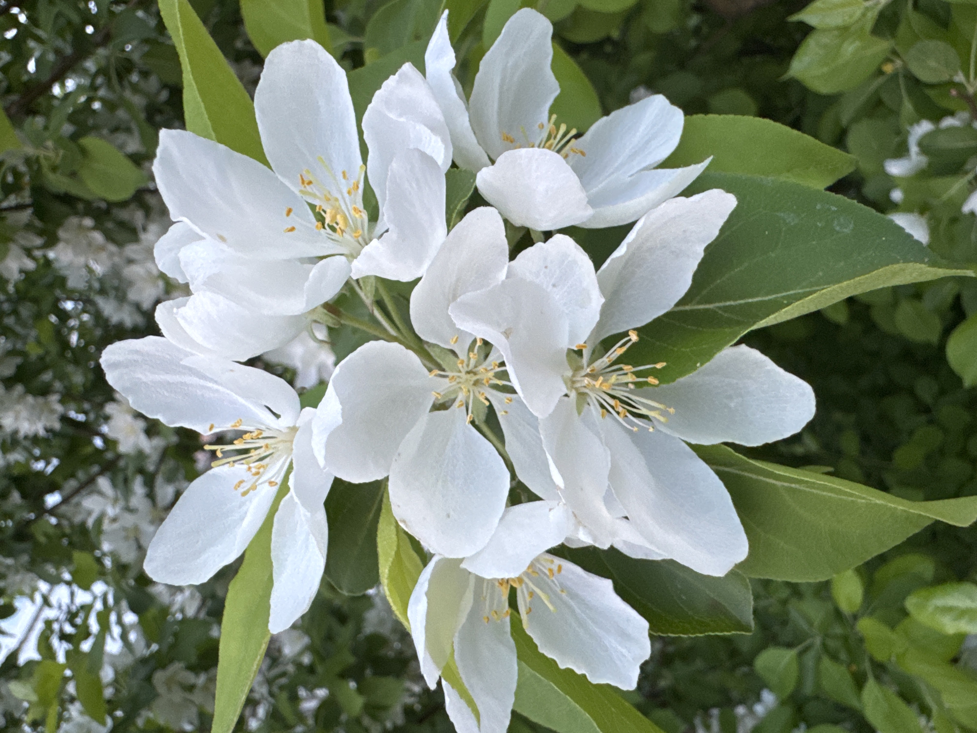 A close-up shot focuses on a cluster of white flowers with yellow stamens, surrounded by green leaves. The background reveals more foliage, suggesting the flowers are part of a tree or bush. Given the prompt mentions Chaikovsky, Russia, it can be inferred the image was taken in that city, likely in a garden, park, or natural area featuring blooming plants.