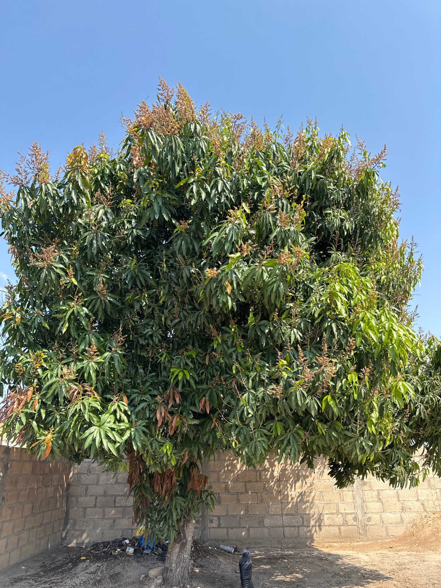 In Matola, Mozambique, a mature mango tree with abundant foliage and numerous blooming inflorescences stands against a clear blue sky. The tree's trunk is thick and gnarled, and its branches spread wide, casting dappled shadows on the ground. A light-colored brick wall runs horizontally behind the tree, creating a sense of enclosure. The ground beneath the tree is covered with dirt, debris, and a few scattered plastic items, suggesting a utilitarian or somewhat neglected outdoor space. A black plastic pipe or hose is visible on the ground in the lower right corner. The overall scene depicts a lush tree in an urban or semi-urban setting, indicative of the subtropical climate of Matola.
