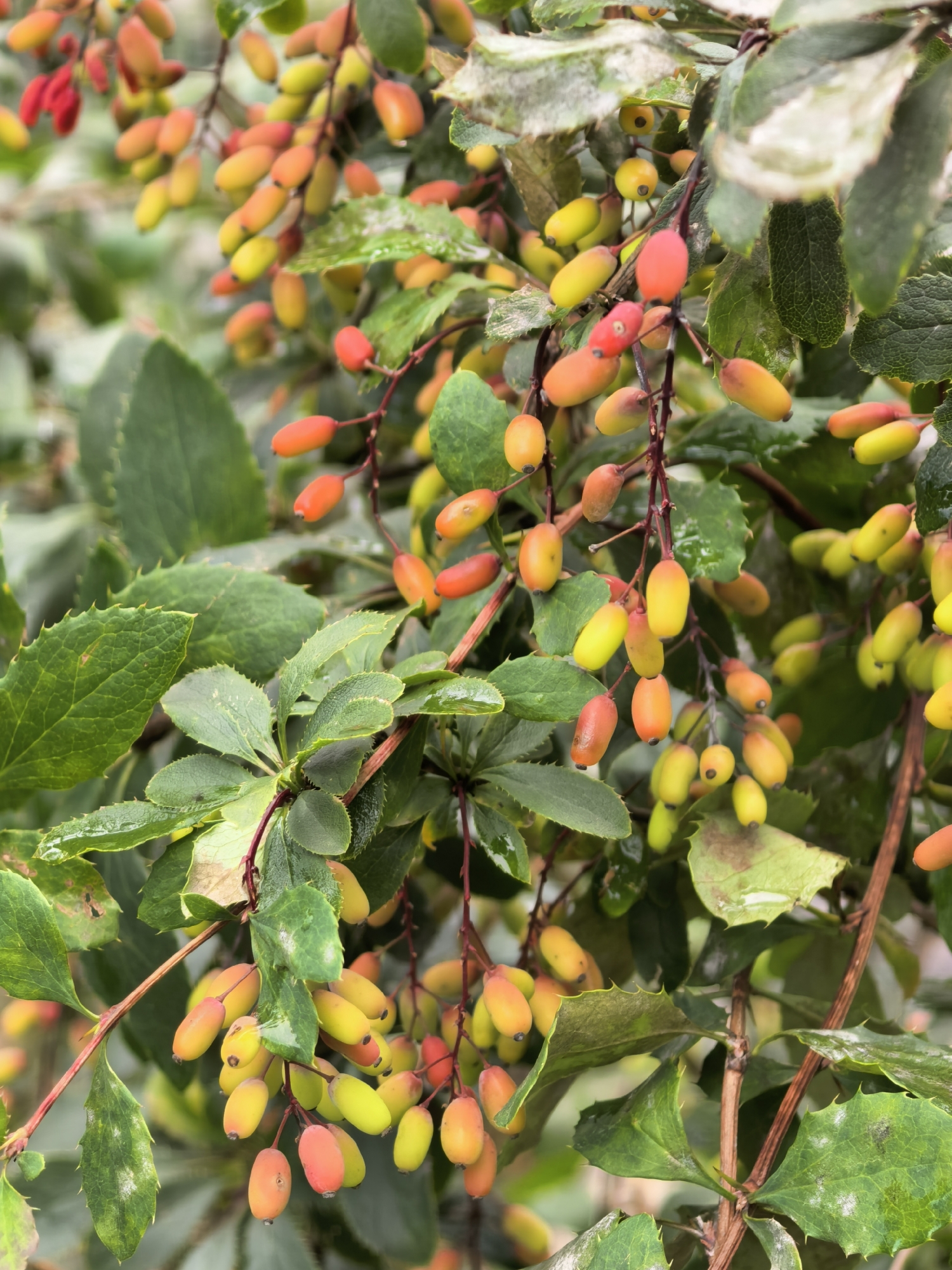 The image shows a close-up of a barberry bush with clusters of ripening berries. The berries are oblong and vary in color from green to yellow to orange and red. The leaves are green, with some showing signs of browning or a powdery white substance, possibly frost or a plant disease. The branches are thin and reddish-brown, with small, sharp thorns visible on some of the leaves. The background is blurred, suggesting a shallow depth of field, with hints of more greenery. The scene is outdoors, likely in a natural or garden setting. The location in Sterlitamak, Russia, is noted, implying the photograph was taken there. There are no people or animals visible in the image.