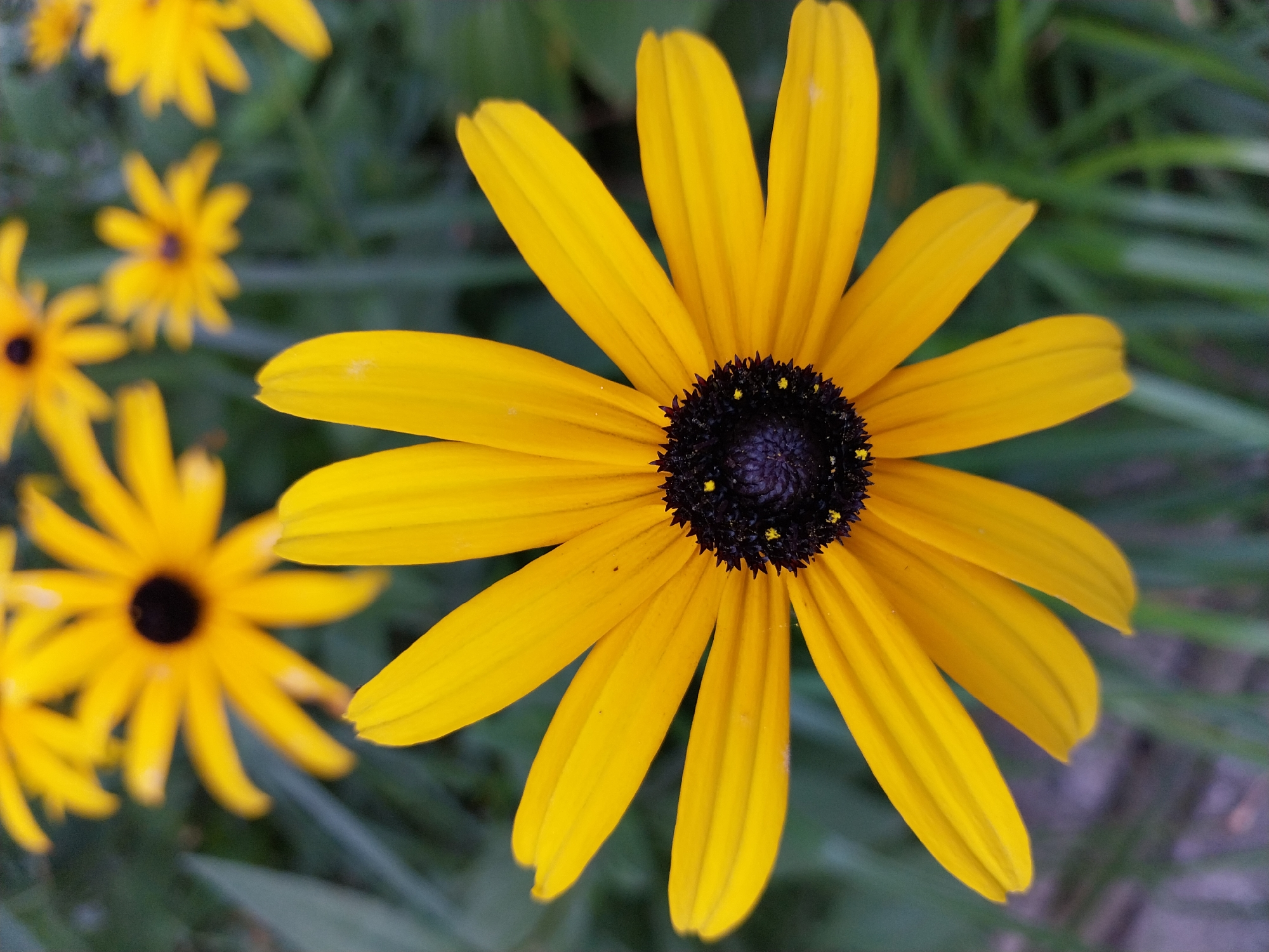 A close-up, eye-level shot captures a bright yellow Black-Eyed Susan flower in full bloom, its petals radiating outwards from a dark, textured center. The flower is the primary subject, with its vibrant color and sharp detail contrasting with the softly blurred green foliage and other out-of-focus yellow flowers in the background. The scene appears to be an outdoor garden or natural setting. There are no people, animals, or man-made objects visible in the frame. The lighting is natural and even, highlighting the delicate textures of the petals and the intricate details of the flower's center. The image evokes a sense of natural beauty and tranquility.