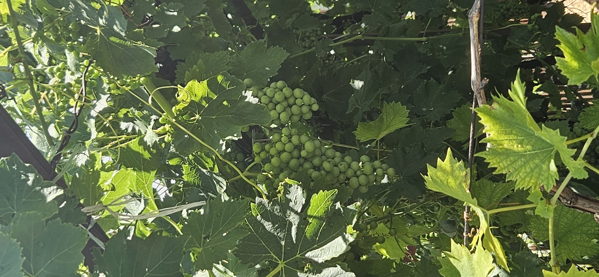 An outdoor medium shot captures a cluster of green grapes on a vine, hanging amidst lush green leaves. The grapes are small and round, tightly packed together on the stems. Sunlight filters through the canopy of leaves, casting dappled shadows on the scene. The background is a dense arrangement of more grapevines and foliage, suggesting a vineyard or garden setting. There are no people or animals visible in the image. This photograph was taken in Hévíz, Hungary.