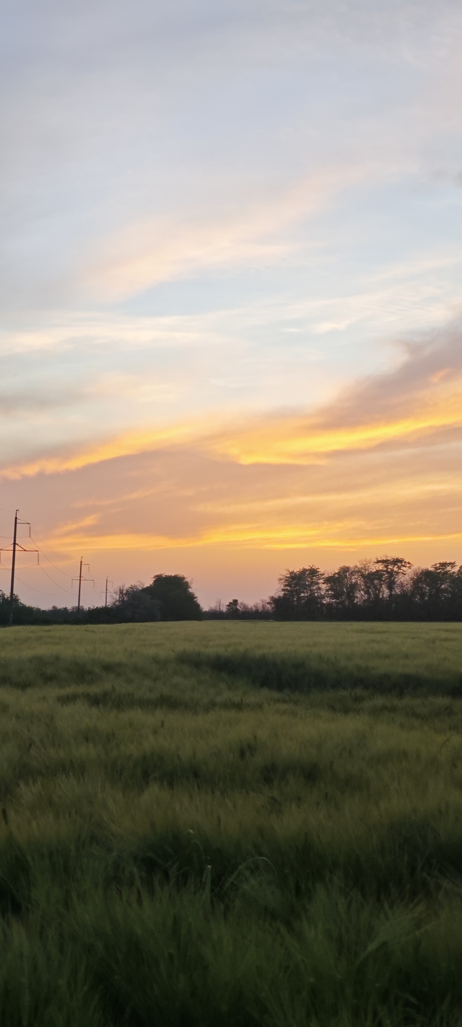 A wide shot depicts a field of tall green grass under a vibrant sunset sky in Beysug, Russia. The sky is multicolored, transitioning from a light blue at the top to a vivid orange and yellow toward the horizon. Silhouetted power lines and trees are visible in the midground, creating a visual separation between the sky and the field. The grassy field takes up roughly half of the frame.