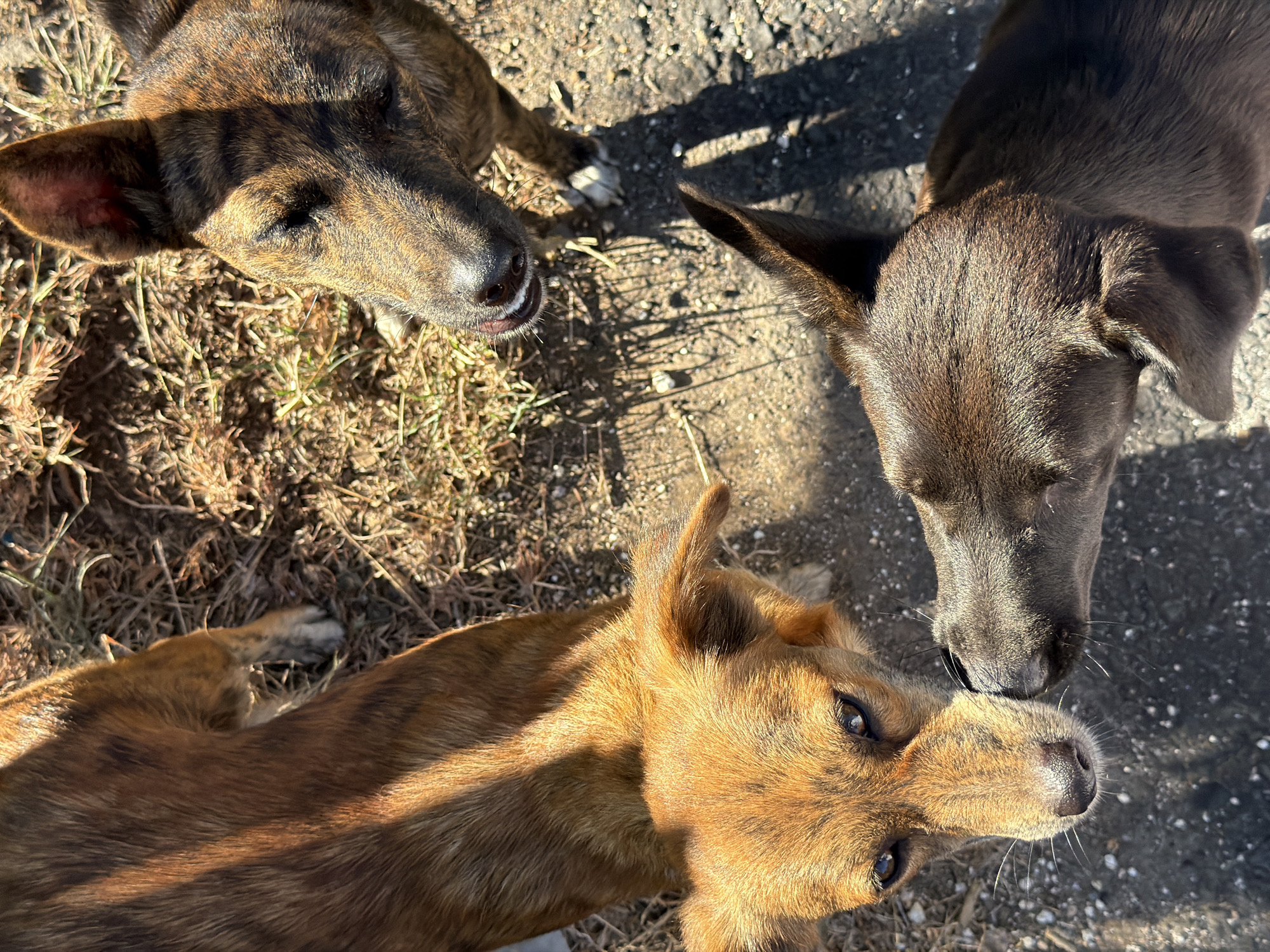 The image shows three dogs in an outdoor, possibly urban environment. The ground is a mix of dry grass, dirt, and asphalt. In the foreground, two dogs are interacting closely, with their heads touching and noses touching. One dog is a reddish-brown brindle, and the other is dark brown. In the background, another reddish-brown brindle dog stands with its head looking down. The lighting suggests it is daytime, with strong shadows. The scene appears to be located in Kuta Selatan, Indonesia, given the provided context.