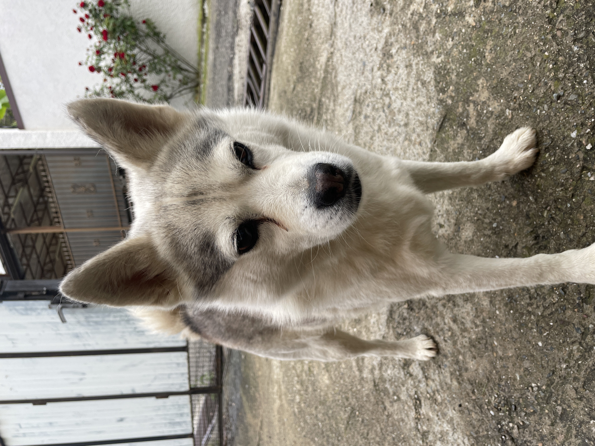 A light-colored dog, likely a Husky mix, is the central subject, looking directly up at the camera with an attentive and curious expression. The dog has a predominantly white and light grey coat with distinctive darker grey markings around its dark eyes and ears, and a black nose. It is standing on a textured concrete surface that fills the foreground and midground.
In the background, to the left, a portion of a white building or wall is visible, behind which lush green foliage with small red blossoms, resembling roses, adds a touch of color. To the right, another section of concrete pavement is present, featuring a metal grate. The image is captured outdoors during daytime, indicated by the bright, even lighting. The setting appears to be a paved area, possibly a yard or pathway, in Baranovka, Russia. No text is visible in the image.