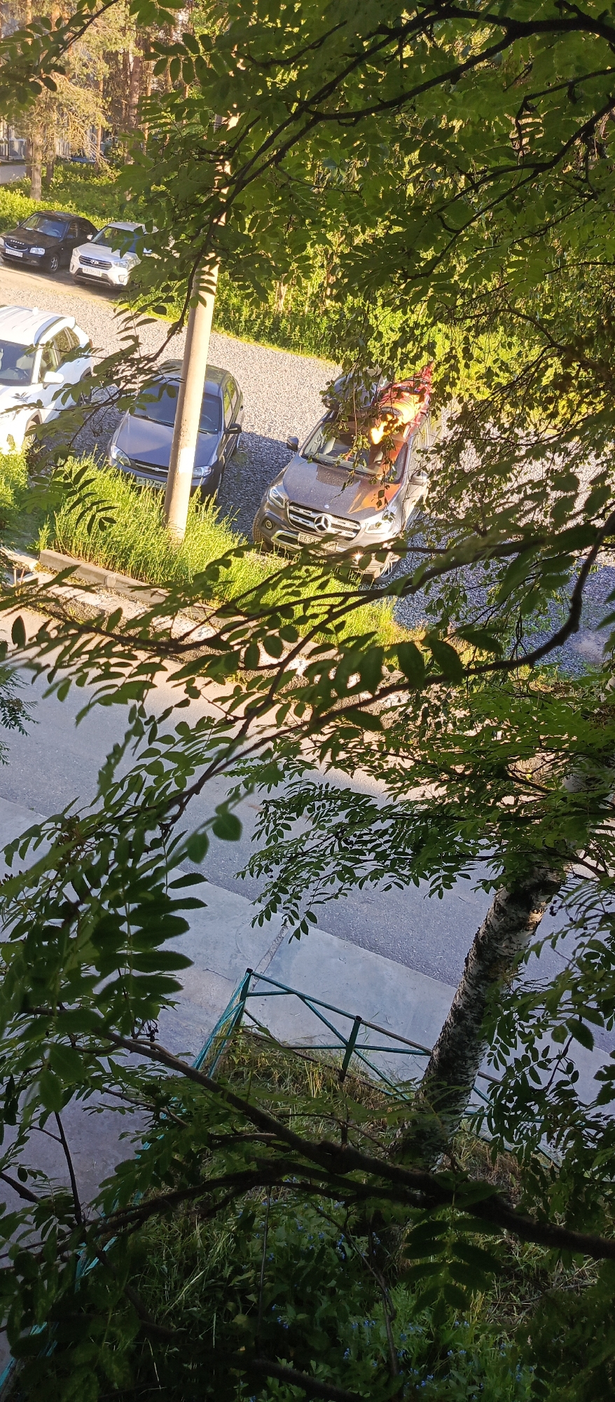 The image shows a view from above, looking down through the branches and leaves of a tree at cars parked on a gravel area next to a paved surface. In the foreground, the leaves and branches of the tree are prominent and somewhat obscure the view. In the mid-ground, there are at least three cars. One is a dark-colored sedan, another is a white SUV, and a third is a dark gray SUV with a Mercedes-Benz logo visible on the front grille. This third vehicle appears to have some items, possibly luggage or other cargo, on its roof or in the back that are partially visible through the branches. A utility pole is also visible near the parked cars. The paved surface appears to be a road or parking lot. In the background, there is more greenery, including trees and grass, suggesting an outdoor urban or suburban setting. The scene is illuminated by sunlight, casting shadows from the leaves. Based on the presence of a Mercedes-Benz vehicle with a Russian license plate (E633PY), the location is identified as Polarnie Zori, Russia.