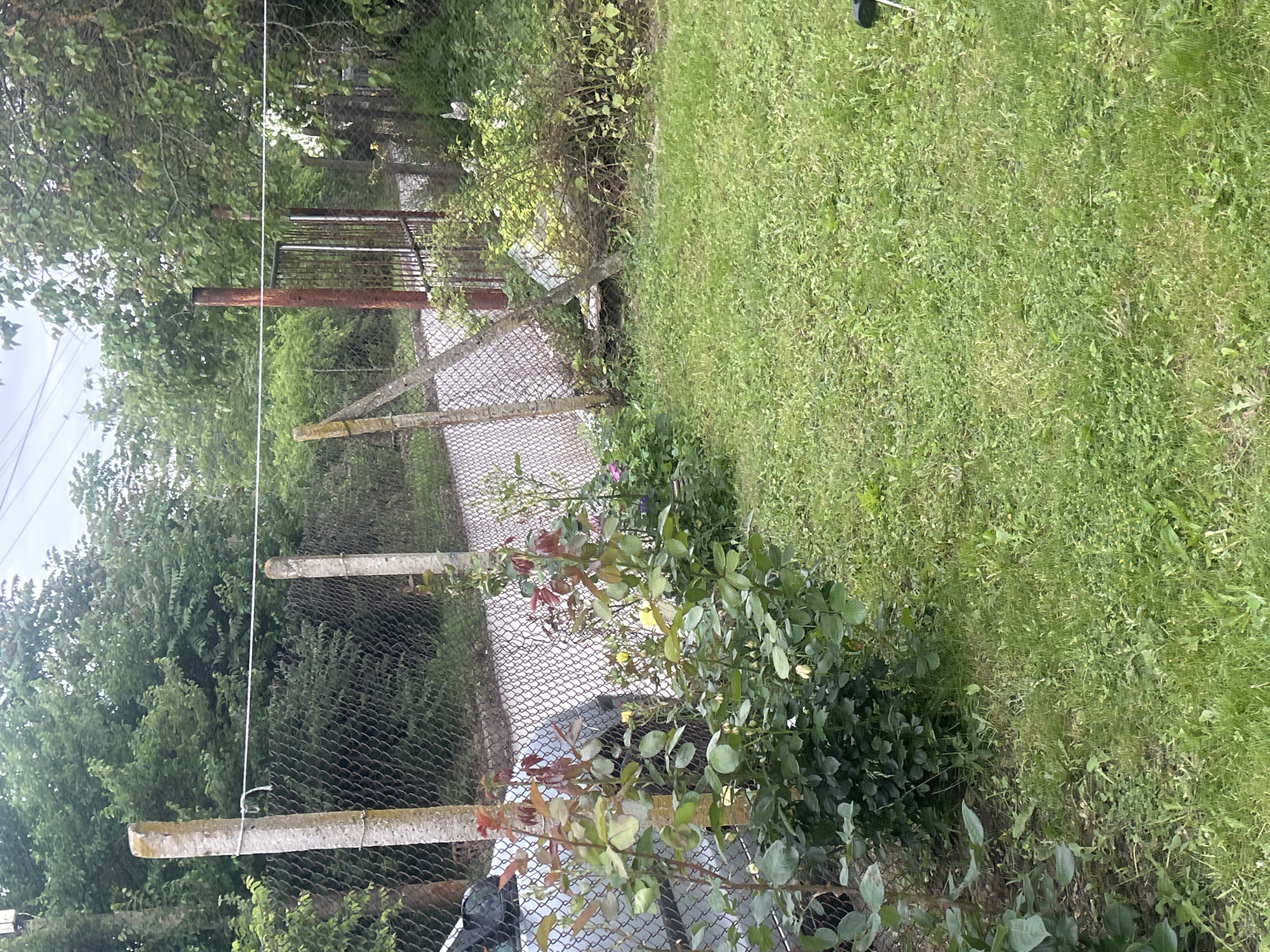 The image depicts a scene in Loznitsa, Bulgaria, showing a fenced area with a grassy yard. The fence is made of chain-link mesh supported by concrete and metal posts. Vegetation, including trees, bushes, and grass, is present. A rose bush is near the fence. The scene appears to be an outdoor space, possibly a yard or garden.
