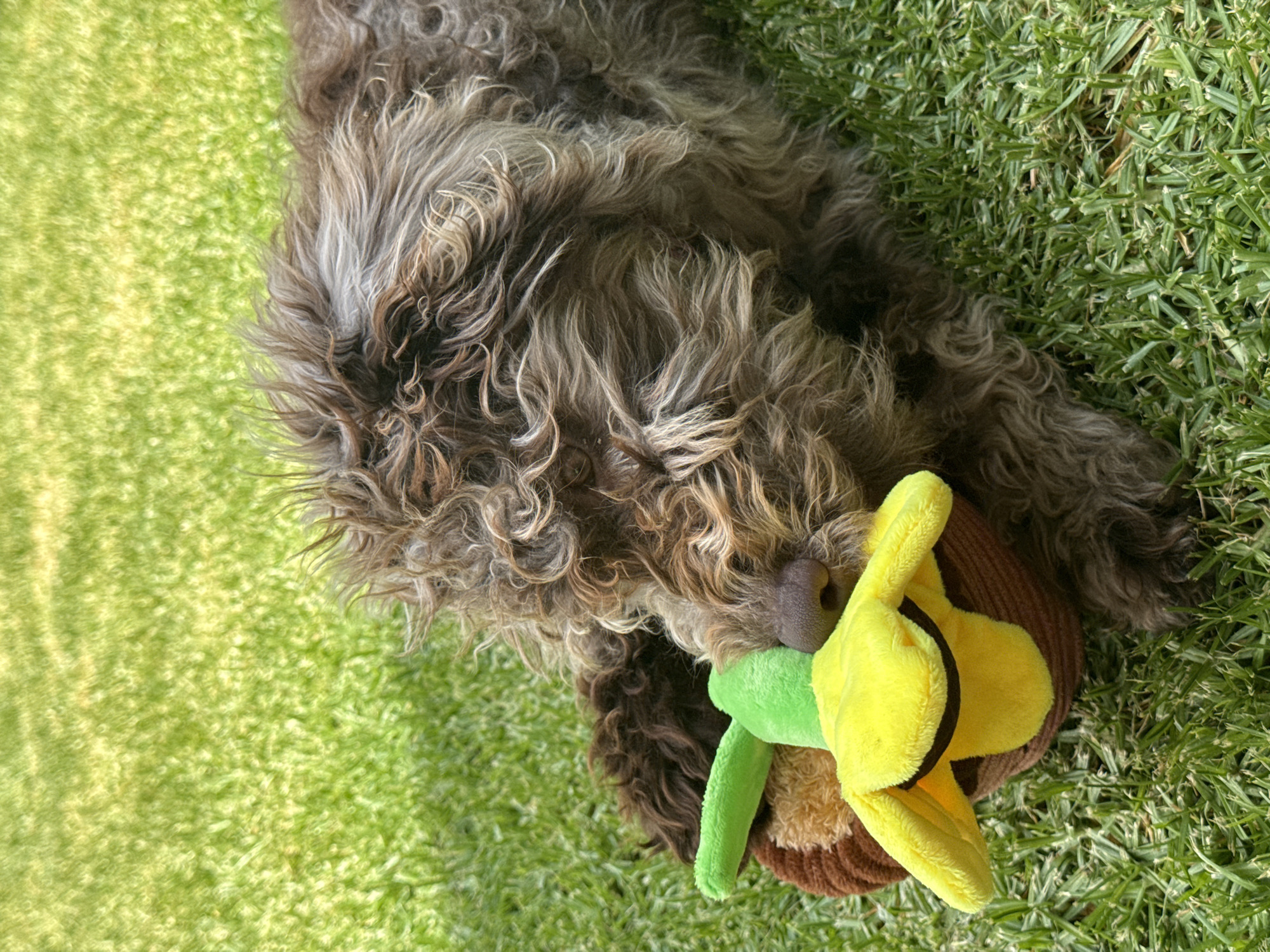 A tan and brown, curly-haired dog lies on green grass in San Bernardino Tlaxcalancingo, Mexico. The dog is holding a plush toy in its mouth that is primarily yellow, brown, and green. The grass is green with visible individual blades.