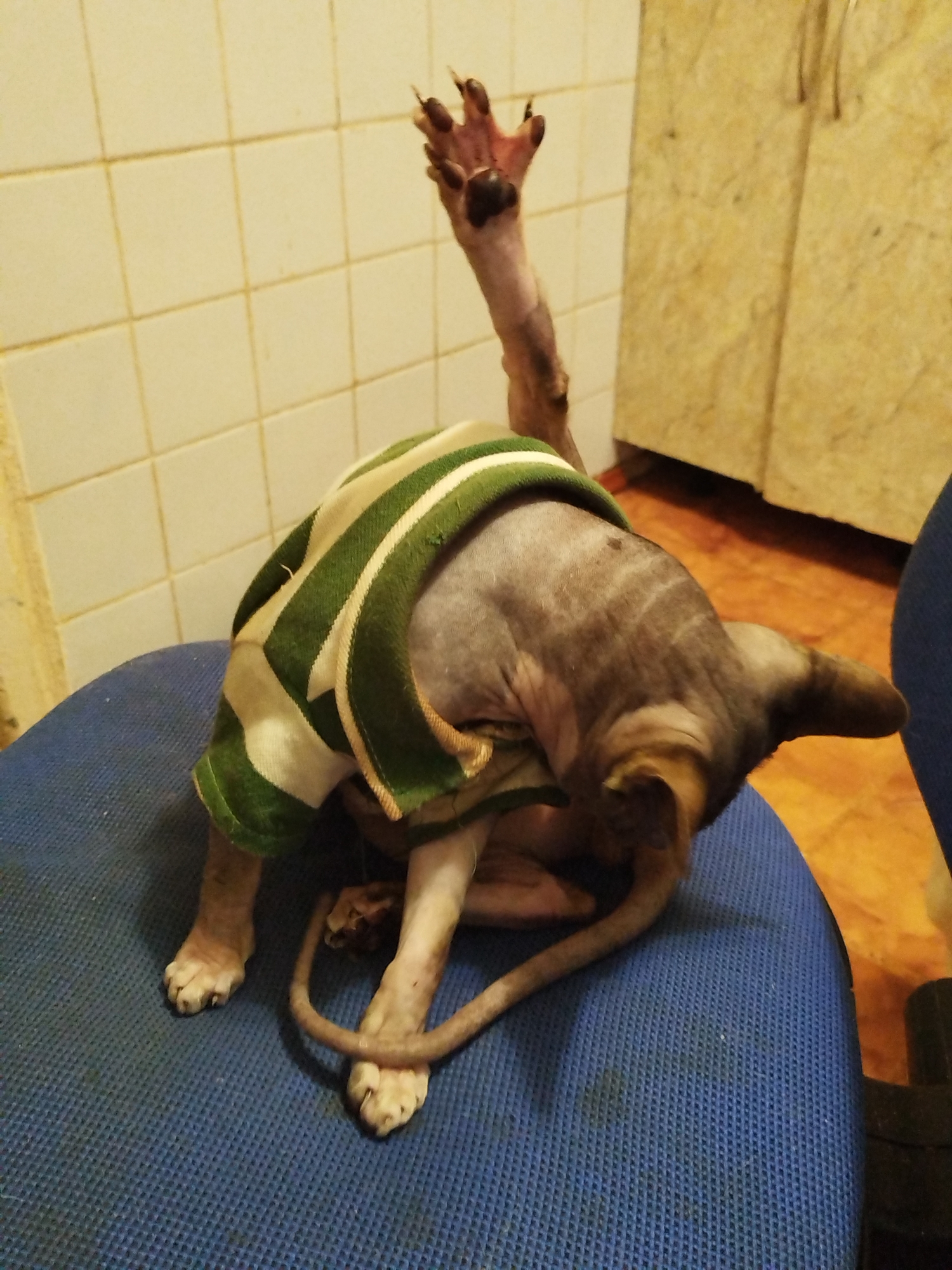A sphynx cat wearing a green and white striped sweater is lying on a blue chair. The cat is contorted in an unusual pose, with its hind legs tucked underneath its body and its front legs extended upwards. Its tail is curled around its body. The background of the image shows a tiled wall and a wooden cabinet. The lighting suggests it is indoors, likely during the day. The overall impression is of a playful or quirky moment captured with the cat. There is no visible text in the image.