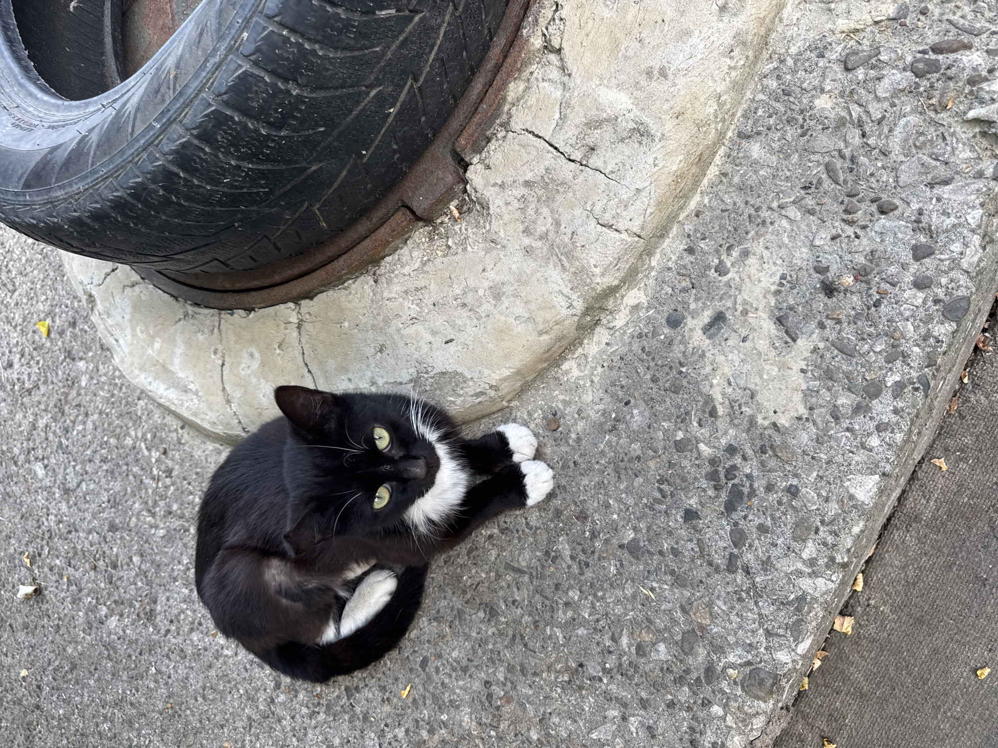 A black and white cat with green eyes is sitting on a cracked concrete surface next to a rusty metal ring and a worn tire. The cat is curled up with its paws tucked underneath, facing the camera. Its fur is predominantly black, with white markings on its chest, paws, and tail. The concrete appears to be outdoors, possibly in an urban area, given the presence of debris like small leaves scattered on the ground. The lighting suggests it is daytime. The scene does not provide any specific indicators placing it within the city of Sochi, Russia.