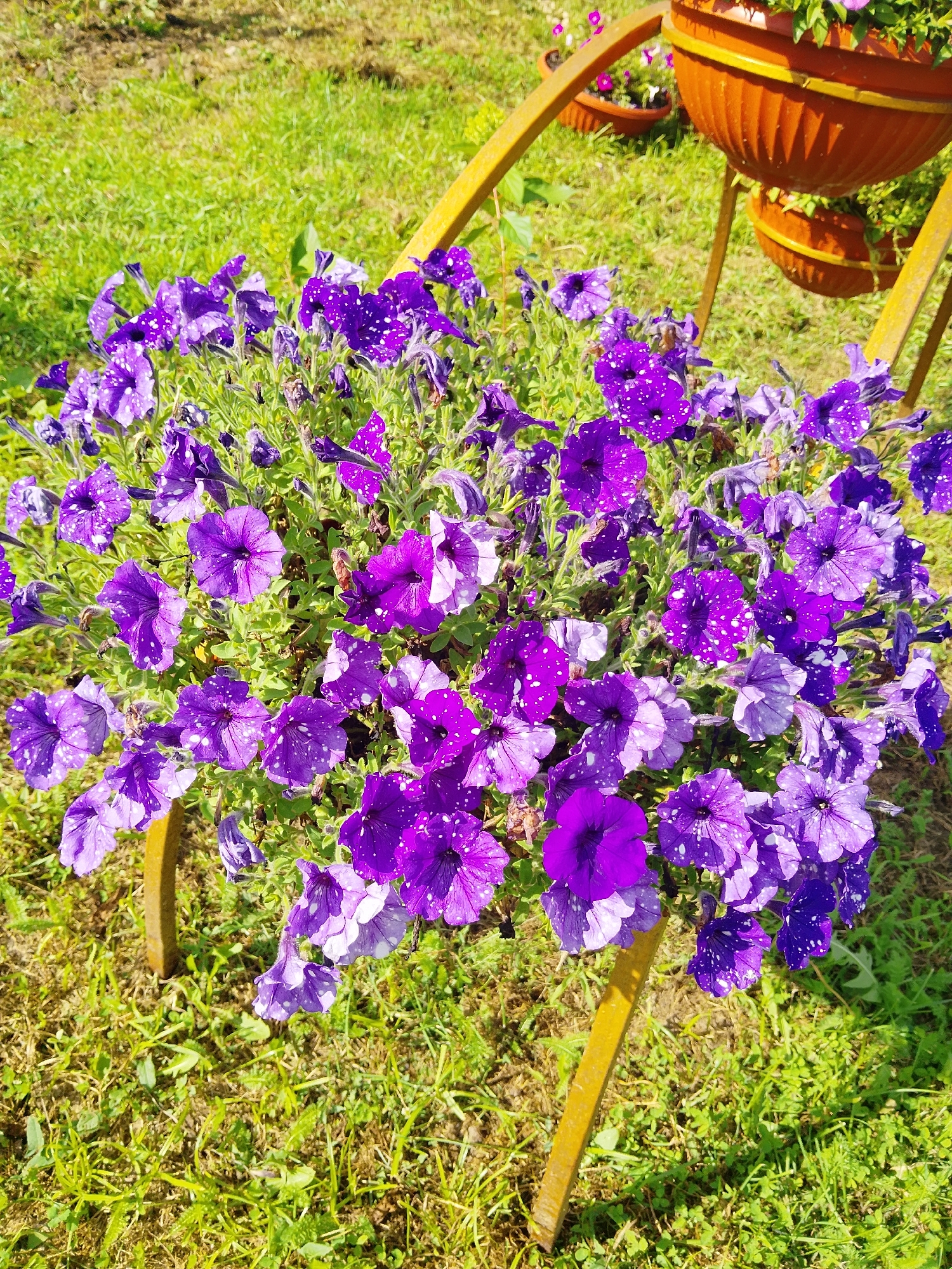 In Verkhopol'e, Russia, a close-up shot captures a dense cluster of vibrant purple petunias, some adorned with delicate white speckles, blooming in a garden setting. The flowers, glistening with water droplets, are presented in a natural light, against a backdrop of green grass and a hint of brown earth. The scene is partially framed by a golden-yellow metal stand, supporting a planter, with other planters visible further in the background, suggesting a cultivated outdoor space. The image is taken from a slightly elevated angle, focusing on the intricate details of the flowers and their immediate surroundings.