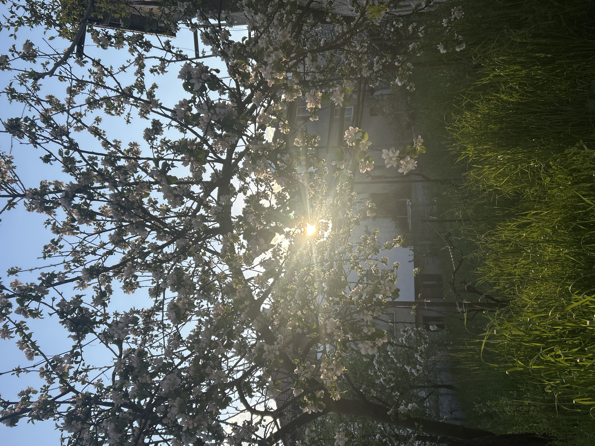 The image presents a vibrant outdoor scene in Zlatograd, Bulgaria, centered around a large, blooming tree, likely an apple or cherry tree, adorned with countless white and pale pink blossoms. The perspective is from below, looking up through the tree's branches towards a clear, bright blue sky.
The sun is a prominent feature, shining directly through the tree canopy from the upper middle-right, creating a strong lens flare and distinct rays of light that illuminate the surrounding foliage and blossoms. This bright, golden light suggests either an early morning or late afternoon setting. The blossoms appear delicate and abundant, signaling the spring season.
In the background, partially visible through the branches, is a multi-storied building with several windows, indicating an urban or residential environment. To the right of the frame, a dense expanse of lush, green grass fills the lower portion of the image, appearing verdant and well-hydrated, with some blades catching the sunlight.
The scene evokes a sense of peace and natural beauty, highlighting the transient elegance of spring blossoms against a clear sky. There are no people visible, nor is there any discernible text within the image. The focus is purely on the natural elements and their interaction with the sunlight, creating a serene and picturesque view.