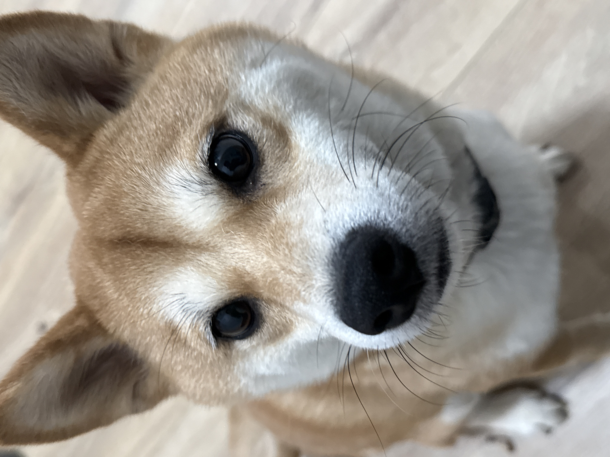 A close-up, high-angle shot depicts a tan and white Pembroke Welsh Corgi. The dog has a black nose and black eyes. Its head is tilted to the left, with its ears perked. The background is a light-colored, wooden floor. The image was taken indoors. No location in Troitsk, Russia is indicated.
