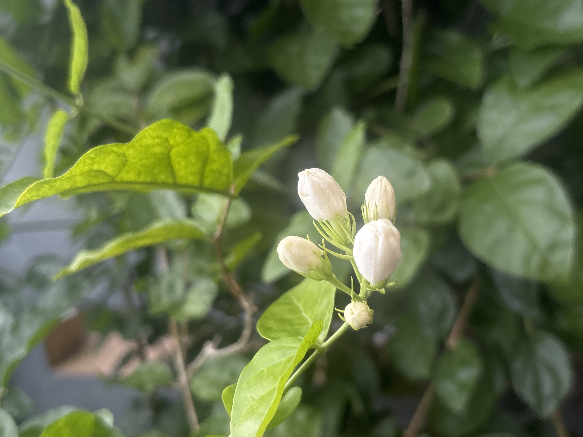 The image shows a close-up of several white jasmine flower buds on a branch, surrounded by lush green leaves. The background is a blur of more greenery and a hint of a muted grey structure, possibly a wall or building. The lighting suggests it is daytime, with natural light illuminating the flowers and leaves. There are no people or animals visible in the image. The scene is natural and serene, focusing on the delicate beauty of the jasmine buds. The location in Lhokseumawe, Indonesia, indicates that this plant thrives in a tropical climate, suggesting a garden or a natural setting within the city.