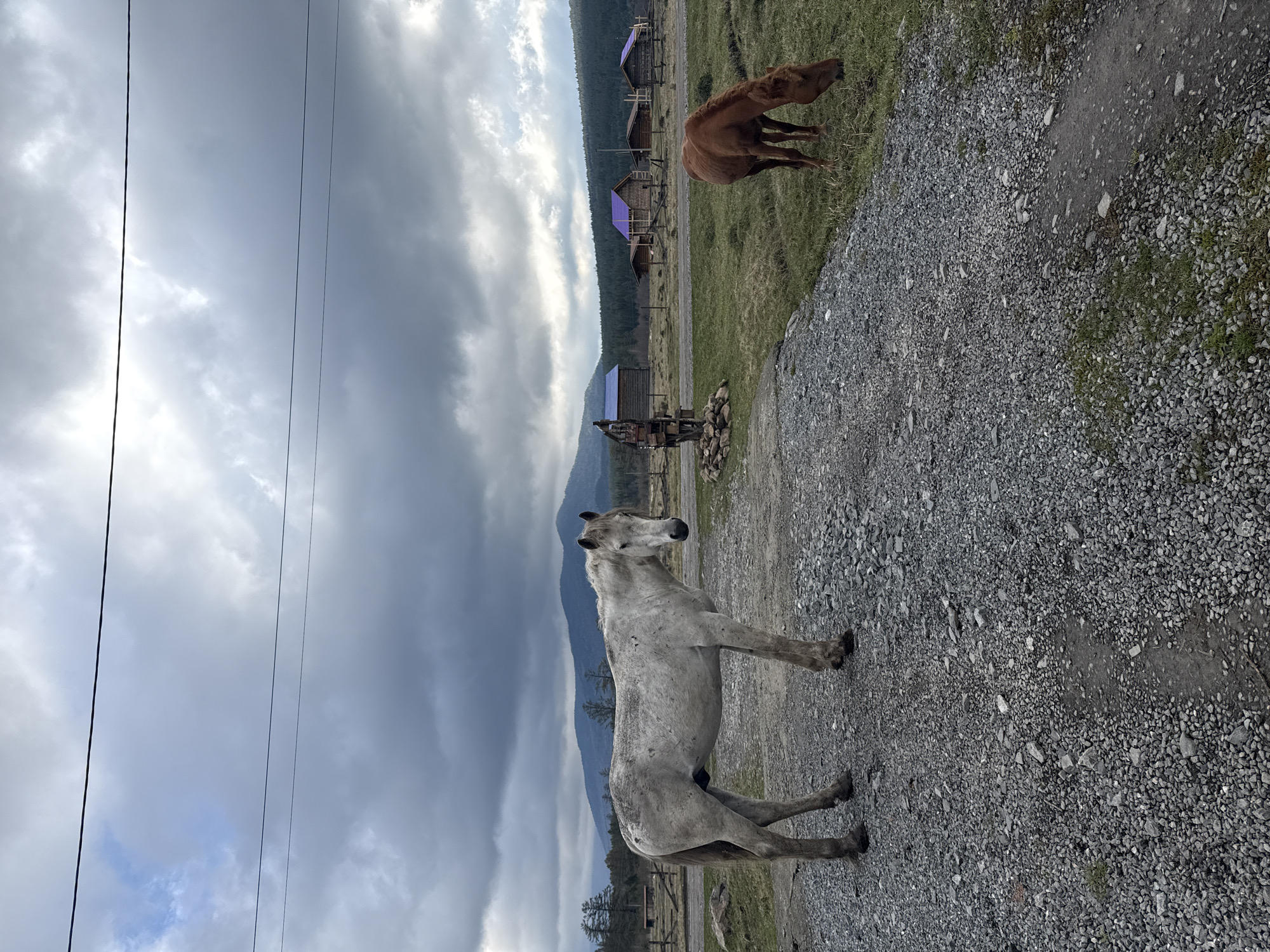 The photograph shows a landscape in Tyulyuk, Russia. A grey horse stands on a gravel road, facing left. In the background, a brown horse grazes on a grassy area. Further back, wooden buildings with purple roofs are visible against a backdrop of forested hills. A mountain range is present in the far distance. The sky is cloudy and overcast. Power lines stretch across the upper left portion of the frame. In the mid-ground, there is a wooden structure with a pile of rocks next to it.
