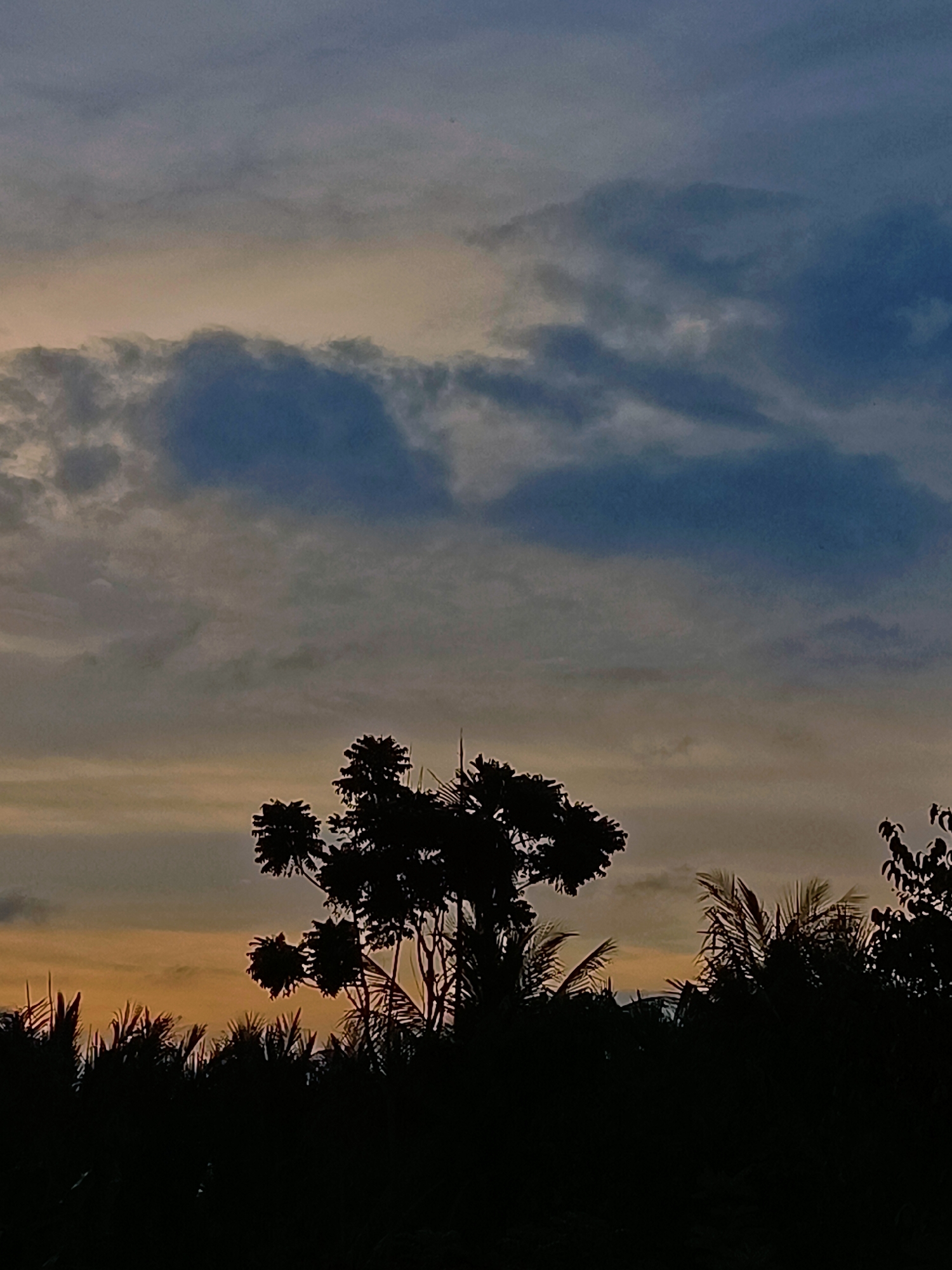 The image shows a silhouette of trees and foliage against a dusky sky. The sky transitions from a pale orange near the horizon to a muted blue with grey clouds overhead. The vegetation, predominantly palm-like leaves and broader tree canopies, is entirely black, indicating a low-light or nighttime setting. The composition is horizontal, with the horizon line roughly in the lower third of the frame. The scene appears to be a natural landscape, likely taken outdoors in a tropical or subtropical region, given the type of foliage. The location is specified as Blang Cut, Indonesia. There are no people or discernible actions captured in the image.