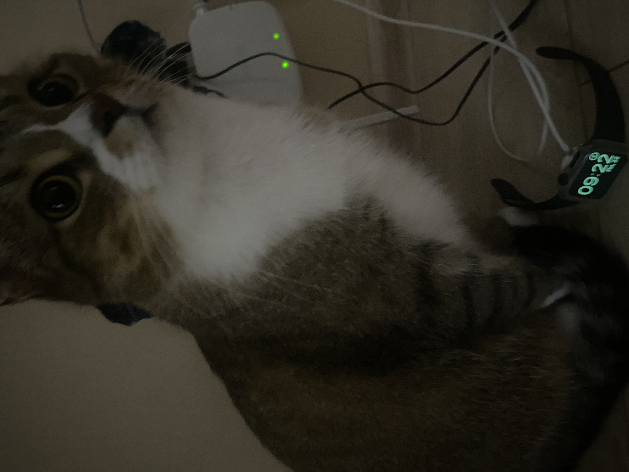 A domestic shorthair cat is sitting on a floor, possibly in a residential area of Rozhdestveno, Russia. The cat is facing slightly away from the camera and looking upwards. To the right of the cat, there is a white charging block with two green indicator lights. Several charging cables are visible, including a white Apple Watch charging cable connected to a black Apple Watch. The watch display shows the time as 09:22 and the date as Friday, May 22nd. The environment appears to be indoors, with a plain, beige-colored wall in the background. The lighting is dim, suggesting it may be nighttime or a dimly lit room. There are no people visible in the image.