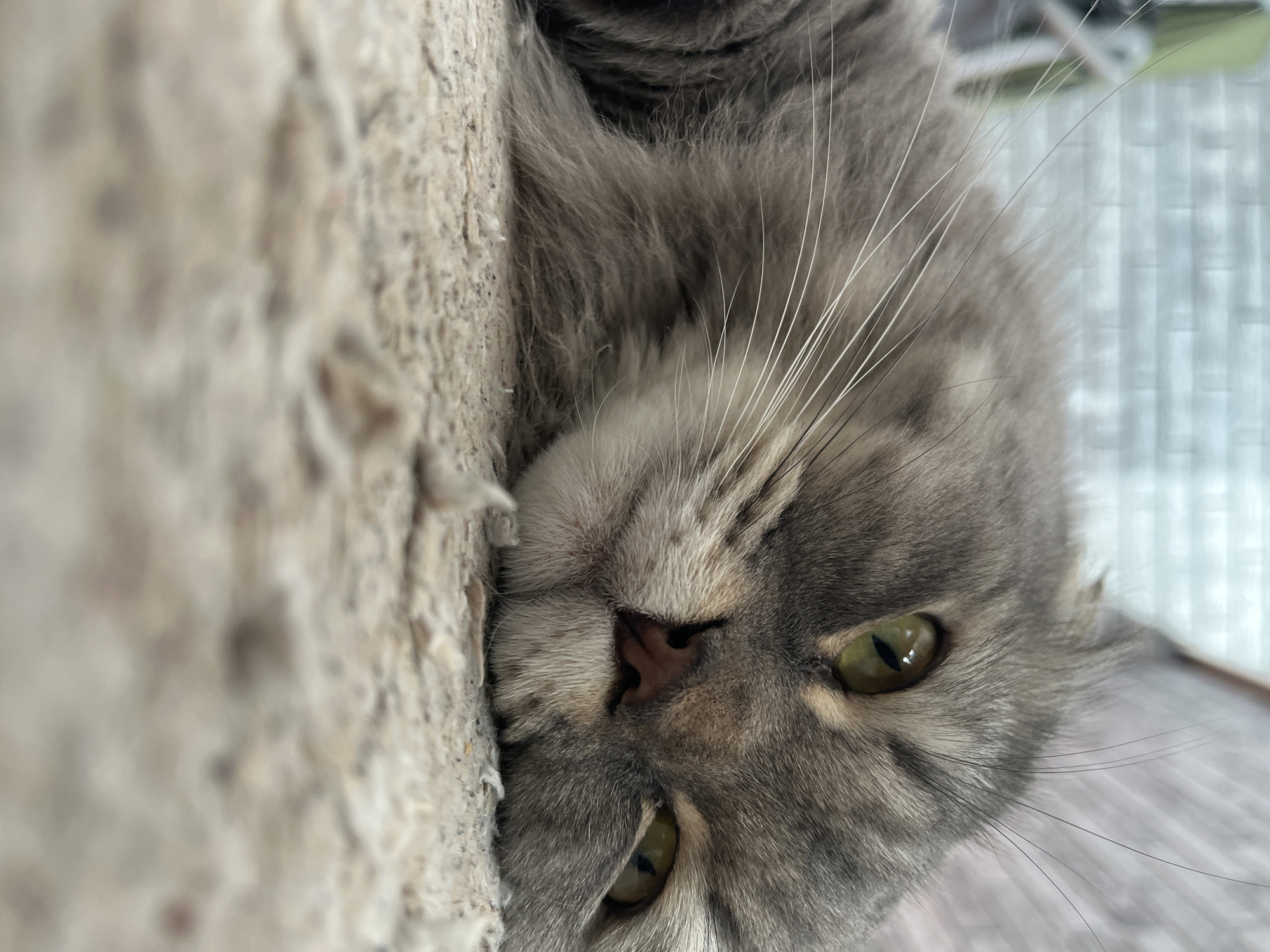 A close-up, low-angle shot shows a fluffy grey cat lying on a textured, light-colored surface. The cat's head is the main focus, with its green eyes partially closed and looking towards the right. Its nose is a dark pinkish-brown, and its mouth is slightly open, revealing a hint of its tongue. Long, white whiskers extend from its muzzle, and its fur appears soft and slightly tousled. In the blurred background, a light-colored brick-like pattern is visible, suggesting an outdoor or semi-outdoor setting. The foreground is dominated by the textured surface, which appears to be a rug or coarse ground cover. There are no people or other animals visible in the image.
