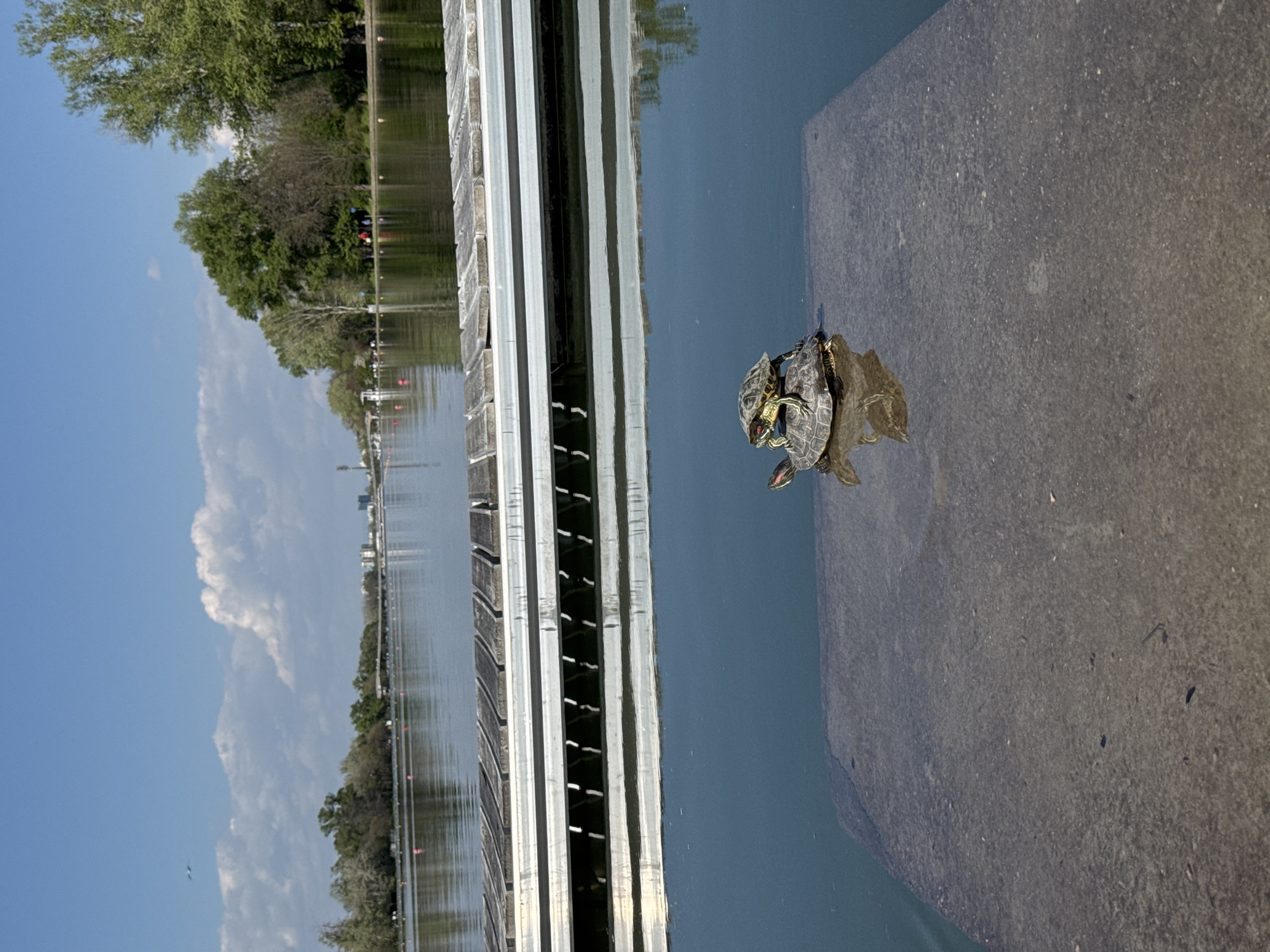 The image shows two turtles stacked on each other, sitting on a gray concrete surface partially submerged in water. The location is likely a lake or pond, as indicated by the calm water and surrounding vegetation. In the background, a metal structure resembling a dock or walkway is visible, with trees and buildings along the shoreline in the distance. The sky is blue with some clouds. The scene is well-lit, suggesting a sunny day. The location is in the city of Plovdiv, Bulgaria.