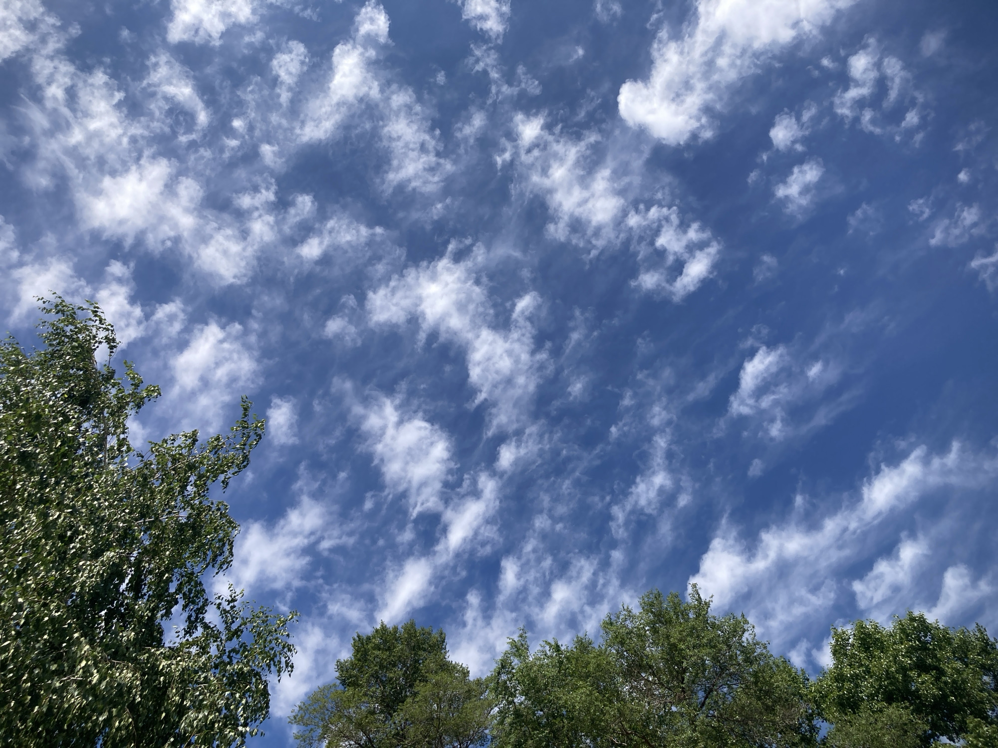 The image shows a bright blue sky with scattered white clouds, appearing wispy and elongated in some areas, suggesting wind. The bottom portion of the frame is dominated by the lush green foliage of trees, with some branches extending upwards into the sky. The lighting indicates it is daytime, likely sunny. The scene captures a natural outdoor environment, possibly a park or a residential area with ample greenery, in the village of Rakity, Russia. There are no people or any visible man-made structures in the frame.