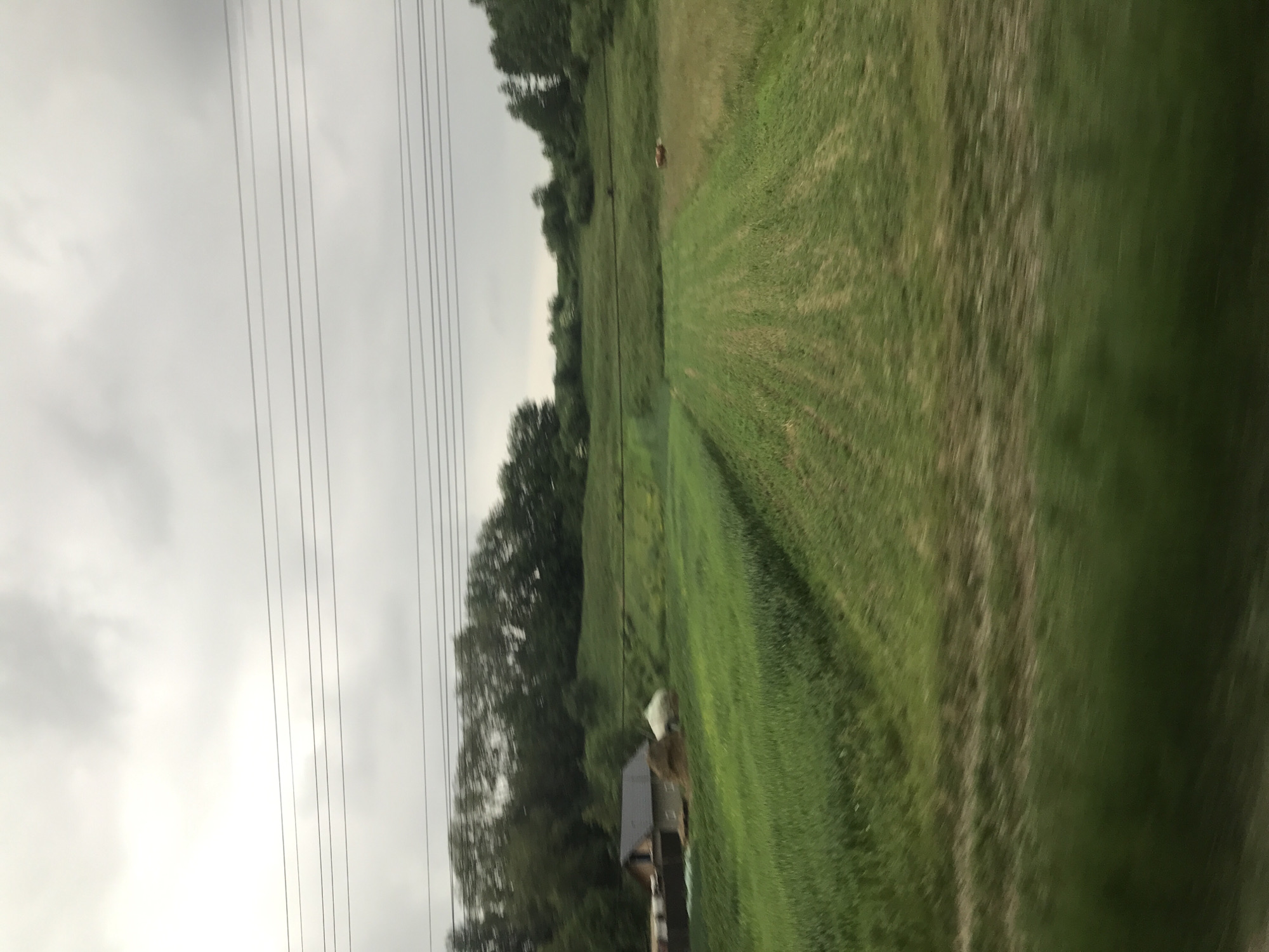 This image captures a rural landscape, likely from a moving vehicle, exhibiting motion blur across the foreground. The scene is located in or near Cristești, Romania.
The upper third of the image is dominated by an overcast, grey sky, indicating cloudy conditions with no direct sunlight. Five distinct, dark-colored power lines stretch horizontally across the middle upper portion of the frame.
Below the power lines, a distant line of dark green trees forms the horizon, obscuring any further background. Below the trees, undulating green hills or elevated terrain are visible.
In the mid-ground, on the left side, a small house with a dark grey roof and lighter colored walls is present, partially obscured by fencing or other structures. Adjacent to the house is a large, brown pile, consistent with hay or straw, and a white, rounded object, which appears to be a wrapped silage bale.
To the right in the mid-ground, a brown animal, consistent with a cow, is visible grazing or standing in a field. This field displays varying shades of green and yellowish vegetation.
The foreground consists of cultivated fields. On the left, a dense, uniform green crop, possibly a grain, shows faint parallel rows. On the right, another field displays prominent, light-colored parallel lines, indicative of tilling or mowing patterns. The bottom edge of the image shows significant horizontal motion blur, particularly affecting the ground cover, suggesting the photograph was taken from a vehicle in motion.
No human figures are discernible within the frame. The overall environment is agricultural and rural under an overcast sky.