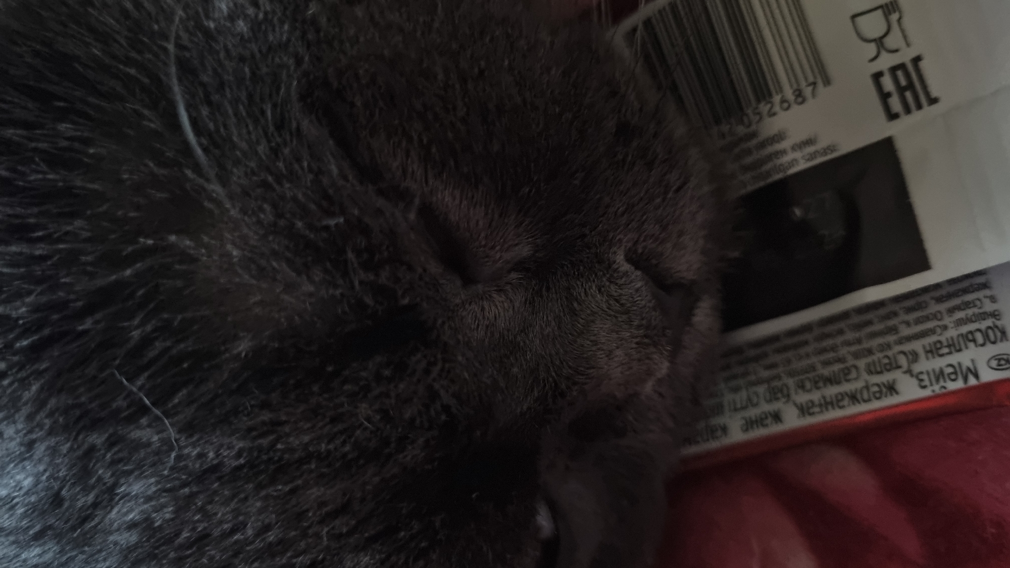 The image is a close-up, low-angle shot of a domestic cat's face. The cat appears to be a short-haired breed, possibly a British Shorthair, with dense, dark gray fur. Its eyes are mostly closed, suggesting it is resting or sleeping. The cat's muzzle is visible, with a prominent nose and whiskers. The fur texture is detailed, with individual hairs discernible.
In the foreground, partially visible, is a red and white striped object, likely packaging, with some text and a barcode. The text is in a language that appears to be Cyrillic, possibly Kazakh or Russian. Some of the visible text fragments include "Мейіз," "жержанғақ," "қап," "ҚОСЫЛҒАН," "«Степь»," "Салмасы," and "бар." The barcode is EAN-13 format. A small section of what seems to be a white label with a logo and the letters "EAC" is also present.
The background is out of focus, but the overall lighting suggests an indoor environment. There is no indication of the location being in the city of Vysokoe, Russia. The image is a candid shot focused on the cat and the packaging it is near.