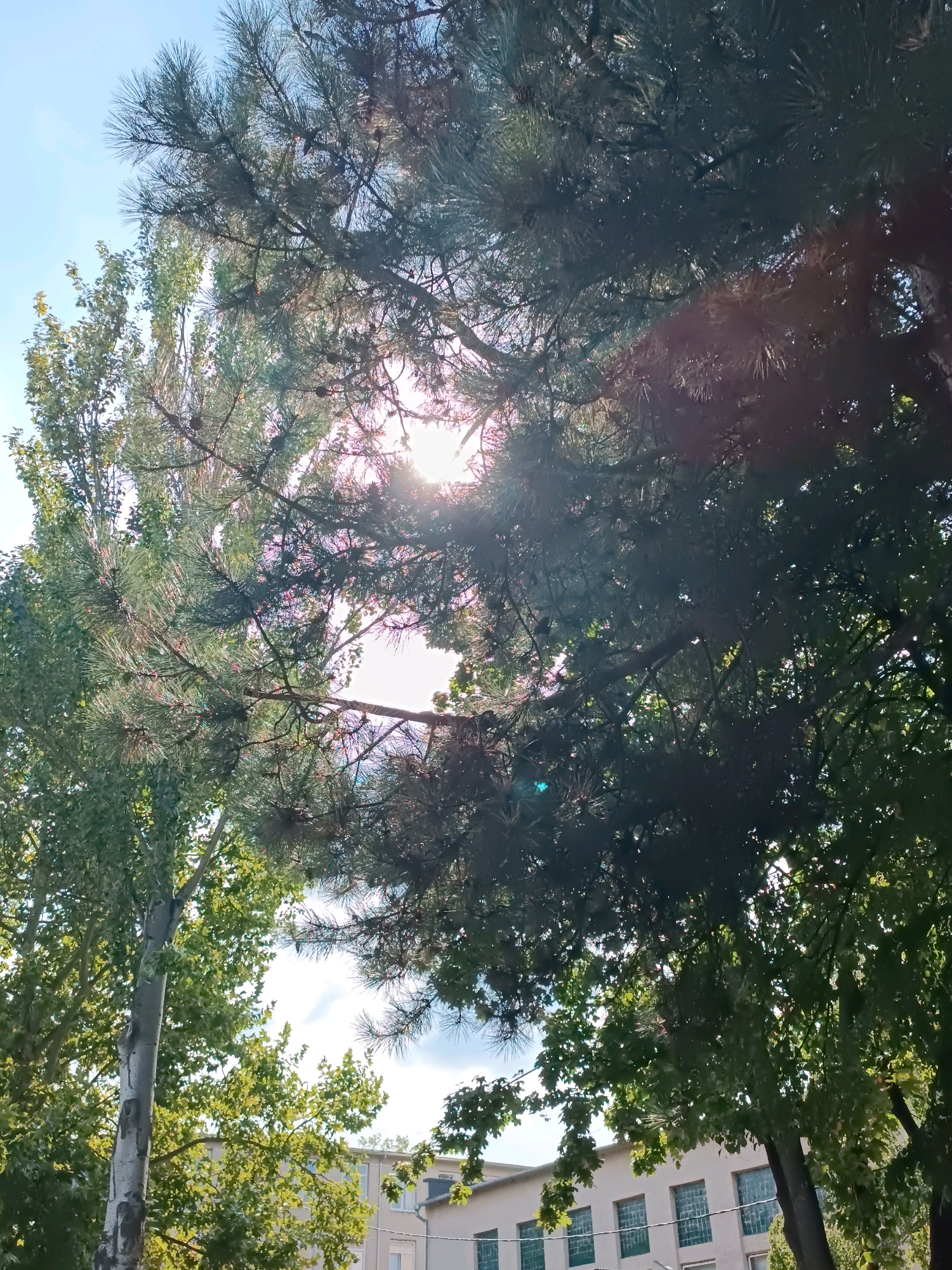 An eye-level, wide shot captures a sun-dappled scene dominated by the foliage of several trees, with a building in the background. The foreground is filled with the dark green needles of a pine tree, its branches arching across the frame from the right. Sunlight streams through the needles, creating lens flare and highlighting parts of the canopy. To the left, a lighter-colored tree, possibly a poplar, with a pale, textured trunk, stands tall, its lighter green leaves interspersed with branches. In the middle ground and background, a low-rise, light-colored building with rows of dark-framed windows is visible, suggesting an urban or suburban setting. The sky above is a pale blue with hints of white clouds. The overall impression is of a sunny day in an area with significant greenery, possibly a park or a residential zone in Chișinău, Moldova. No people or specific actions are depicted.