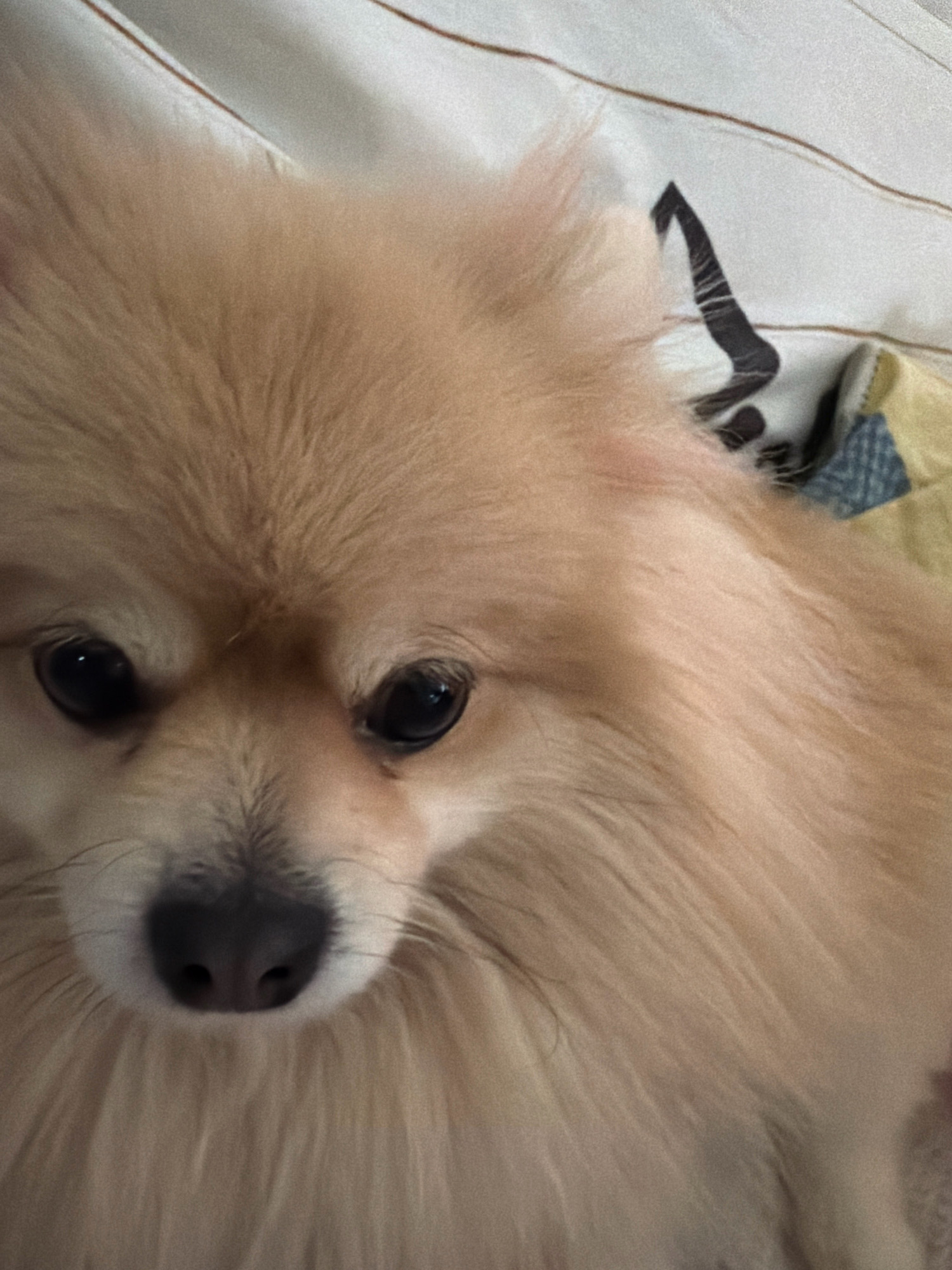 The image shows a close-up, indoor shot of a light brown Pomeranian dog's face and chest. The dog is lying down on a surface with a striped pattern, possibly a bed or blanket, which has horizontal brown and white stripes. Some yellow and blue fabric is visible in the background. The dog's fur is fluffy and appears light brown or tan. Its dark eyes are open and looking forward, and its nose is black. The lighting is soft, and the focus is on the dog's face. There is no visible indication of the dog's location in Tbilisi, Georgia.