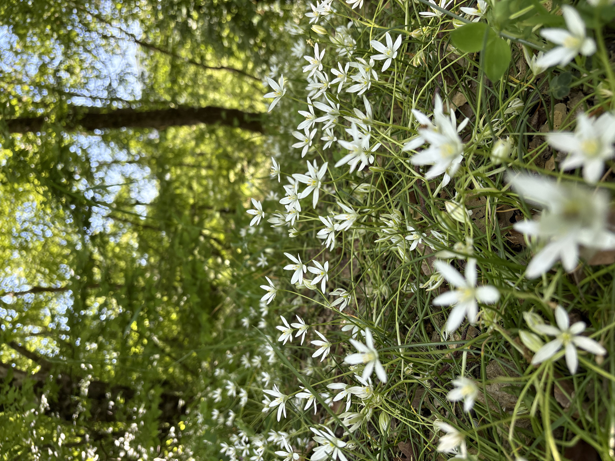 The image presents a ground-level view of Ornithogalum umbellatum flowers, also known as Star-of-Bethlehem, growing amidst blades of grass and ground debris, with a blurred background of trees and sky. The flowers are predominantly white with six petals each, arranged in a star-like pattern. The background reveals foliage and glimpses of the sky, which appears light blue in areas. Due to the lack of discernible landmarks or contextual information, the location cannot be definitively confirmed to be Nizhnee Zaprudnoe, Ukraine. The presence of these plants, vegetation, and background sky and trees suggests a natural environment. There are no people or visible interactions in the image.