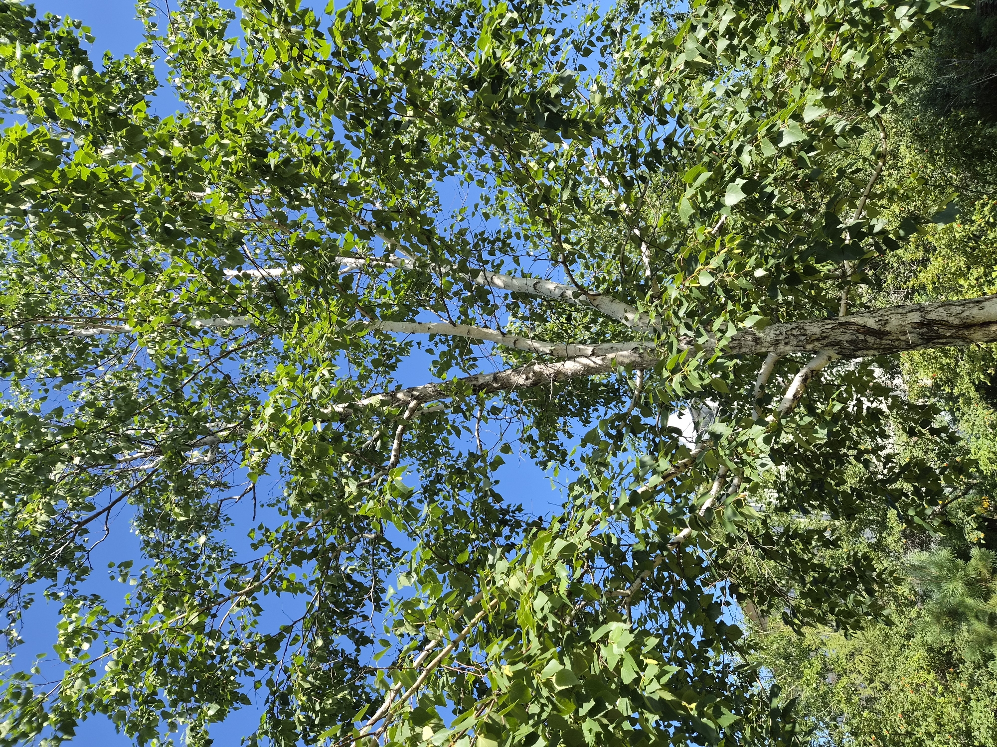 The image shows a large birch tree with vibrant green leaves against a clear blue sky. The tree's bark is white and textured, characteristic of a birch. The branches spread widely, creating a canopy of foliage. In the background, there are other trees and greenery, suggesting an outdoor setting. Partially visible in the background are glimpses of buildings, indicating a presence of human habitation. The scene is bathed in sunlight, casting shadows and highlighting the textures of the bark and leaves. The overall impression is a serene natural environment within a developed area, possibly a park or residential area in Chita, Russia.
