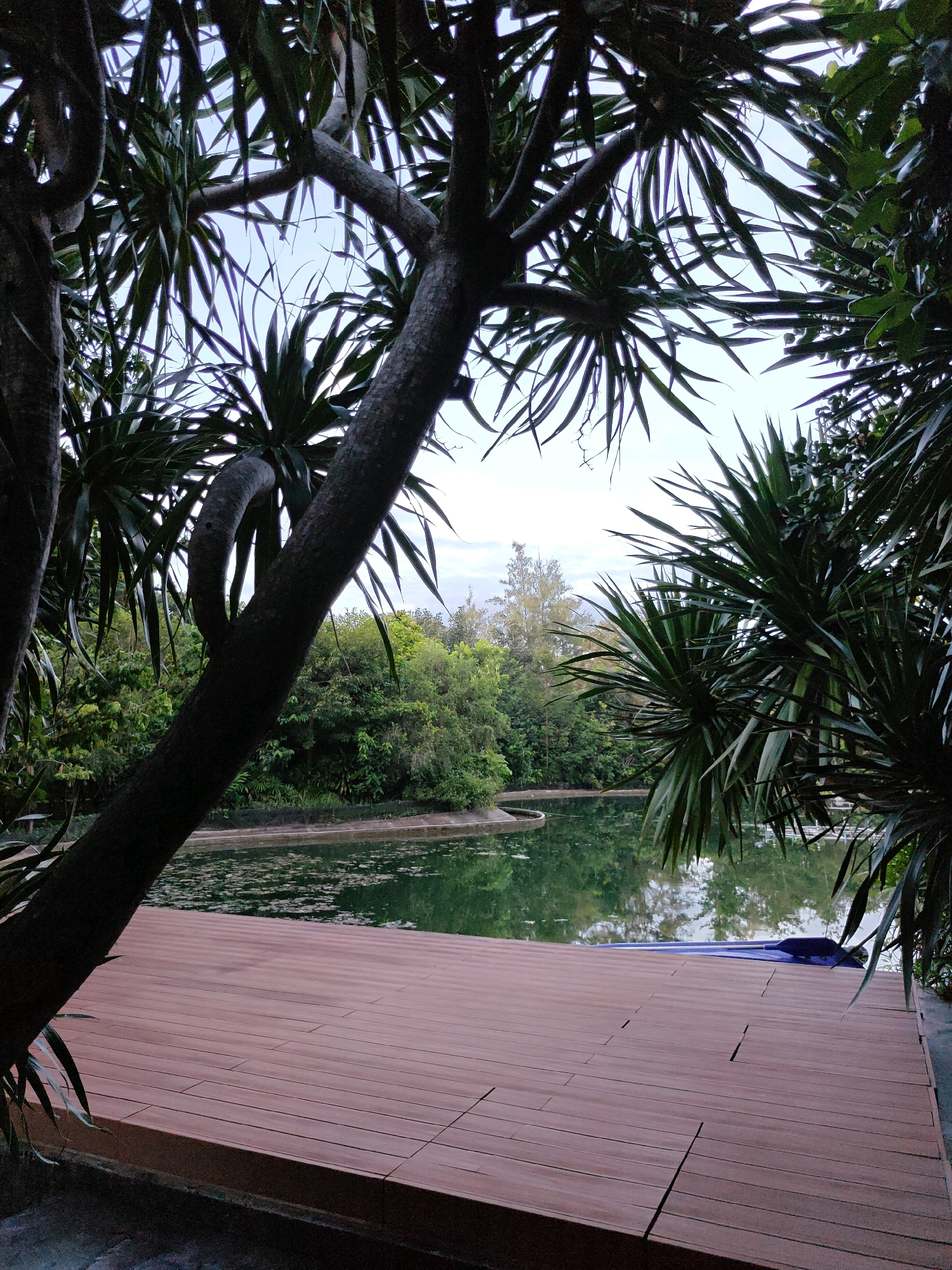 A wooden deck is in the foreground, leading to a serene pond. Lush greenery surrounds the pond, with a few trees framing the scene. The sky is overcast, suggesting it might be dawn or dusk. The image appears to be taken in a natural setting, possibly a park or a resort in Mu Si, Thailand.
