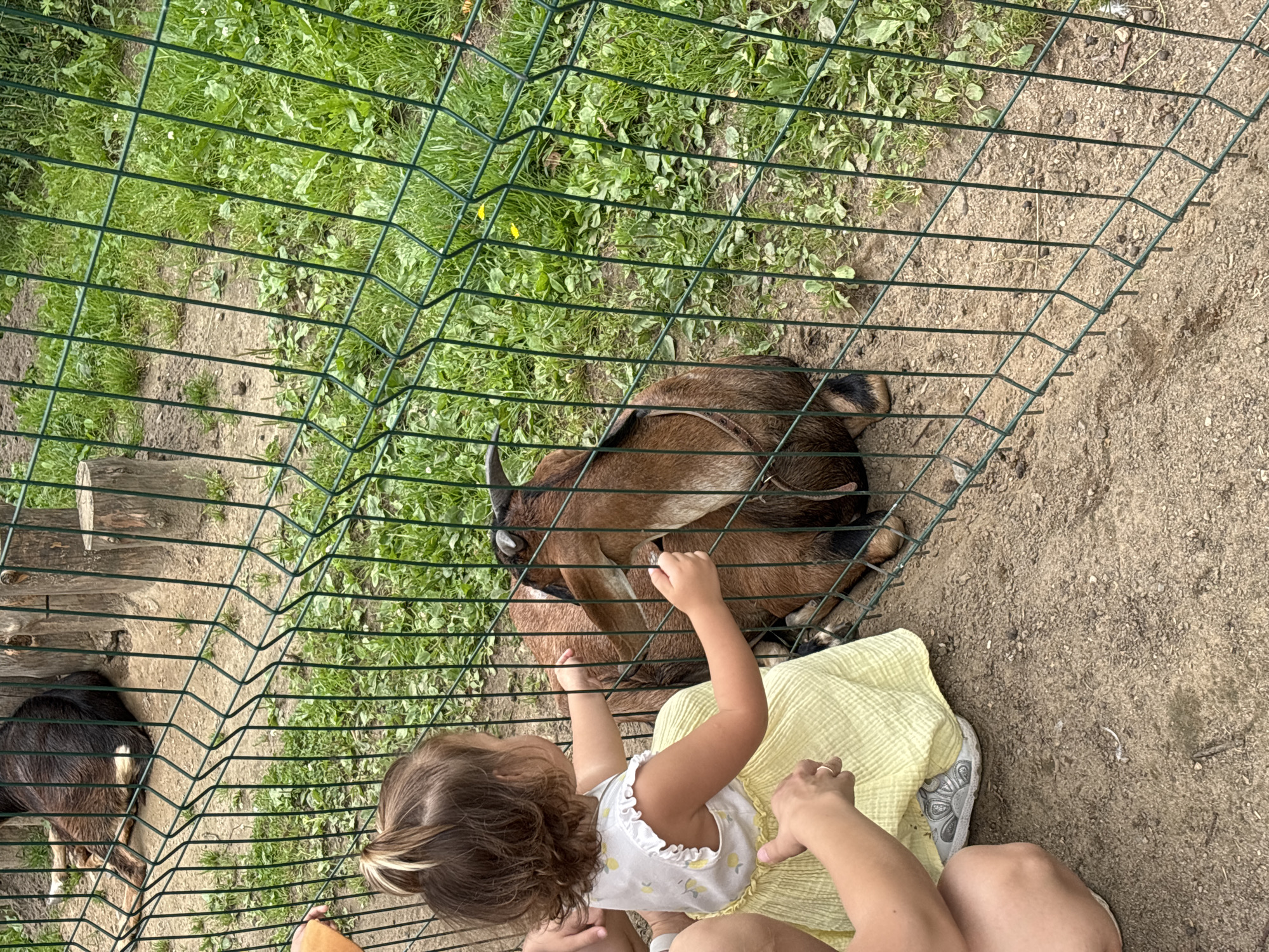 In Ignatovo, Russia, at a zoo, a young girl with brown hair tied in a bun, wearing a yellow dress with lemon prints and white shoes, is interacting with a brown goat through a green metal fence. The goat is lying down. The ground is dirt and grass. The background shows more grass and some wooden posts.