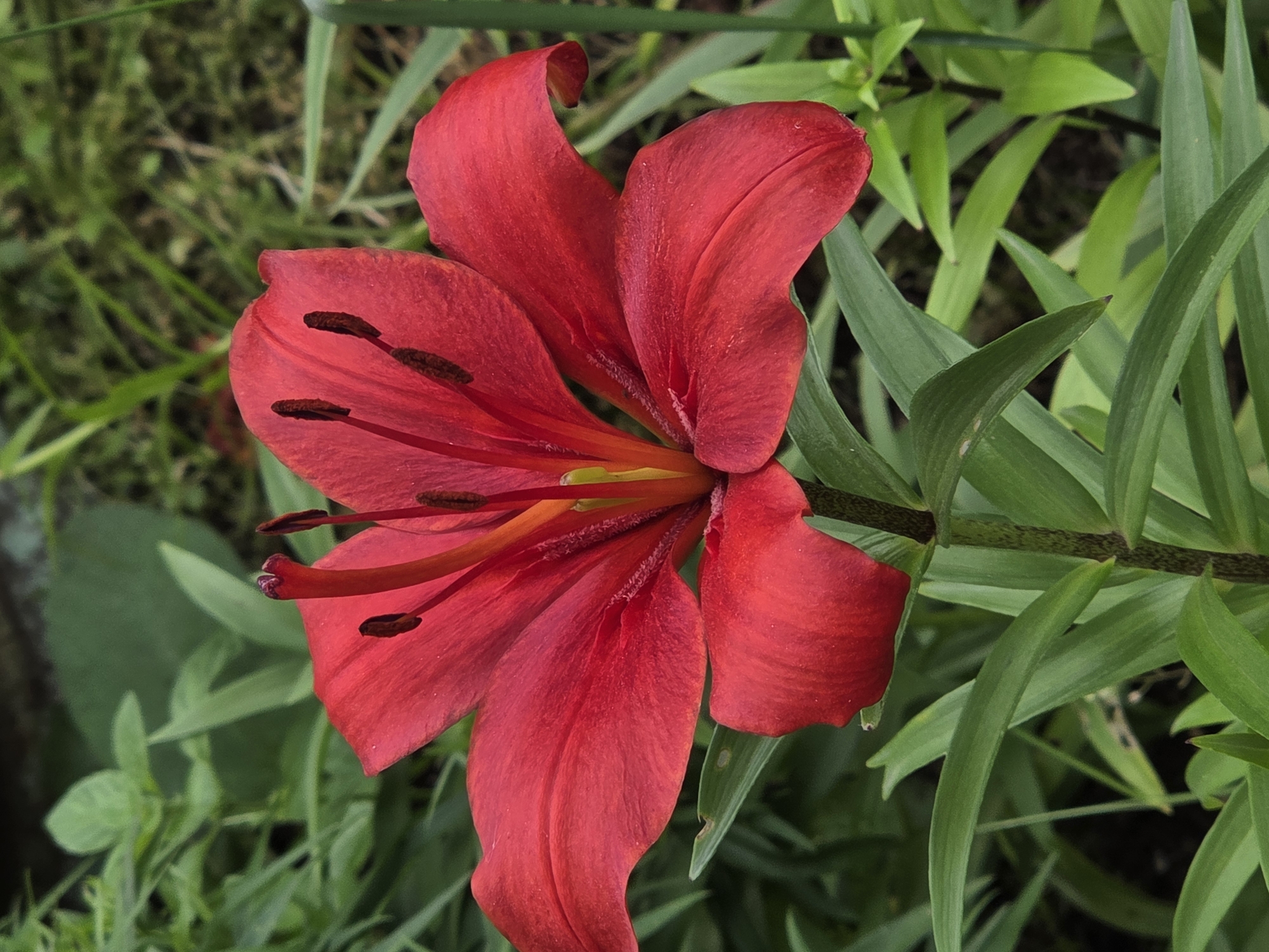 A close-up, eye-level, vertical shot shows a vibrant red lily in bloom. The lily is the central subject, with its petals unfurled and slightly curled at the tips. The flower's stamens, tipped with dark anthers, are visible in the center. The stem of the lily is thick and green, with a dark, speckled pattern. Dark green, lance-shaped leaves extend from the stem. The background is a blur of lush green foliage, suggesting an outdoor garden setting. The lighting is natural and diffused, highlighting the rich color of the lily. No people are present in the image, and no specific location can be identified.