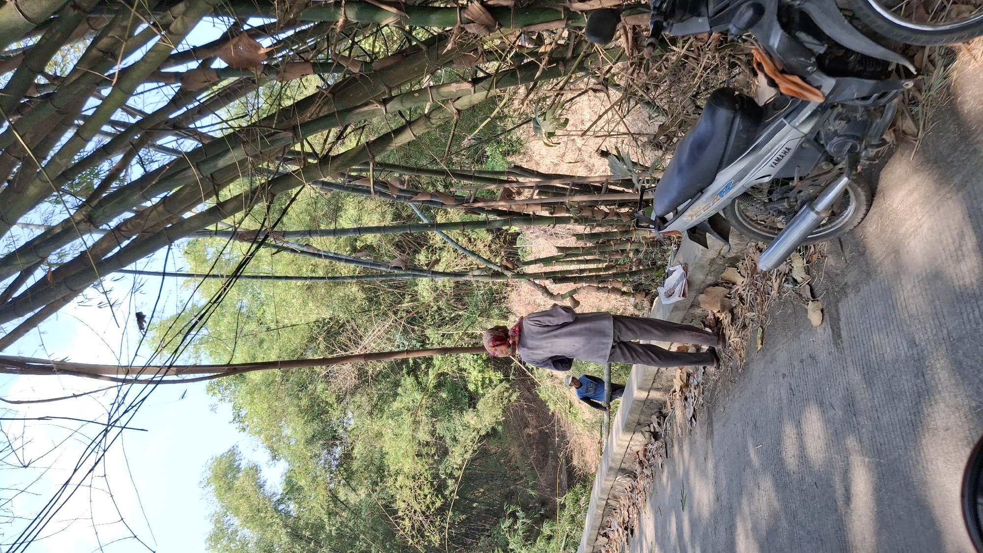 A low-angle, medium shot captures a scene along a paved road in Pucakwangi, Indonesia, bordered by a low concrete wall. To the right, a silver and black Yamaha motorcycle is parked on the roadside. Beyond the wall, a dense bamboo forest dominates the landscape, with some bamboo stalks showing signs of recent cutting. In the background, two individuals are engaged in activity. One person, wearing a grey shirt and dark pants, stands with their back to the camera, facing the bamboo. Another individual, in a blue shirt and dark pants, is visible further down the road, near the edge of the bamboo grove, appearing to be carrying a long bamboo pole. The ground is littered with dry leaves and debris. The sky above is clear and blue, suggesting a sunny day.