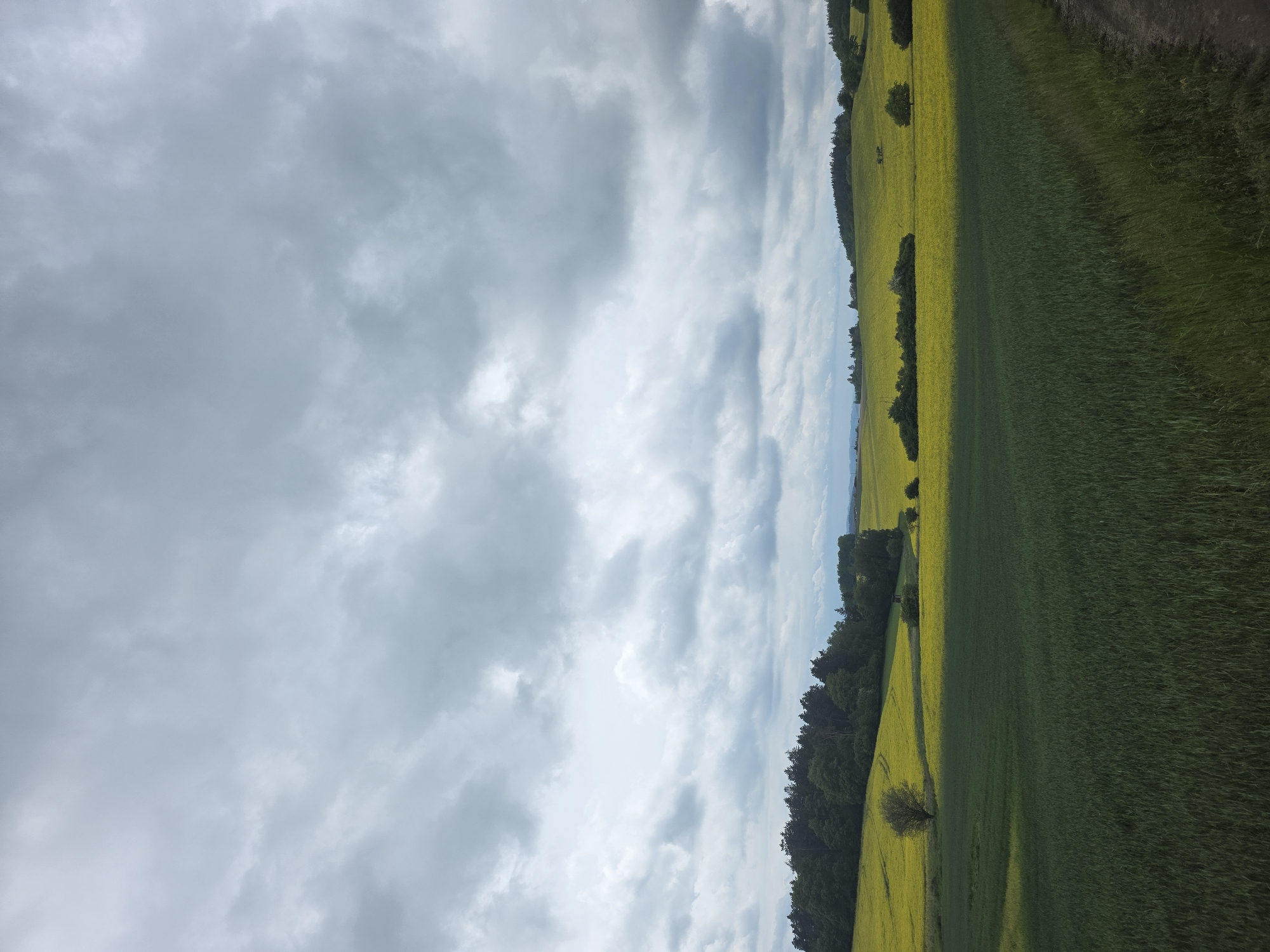 The image presents a landscape under an overcast sky filled with thick, grey clouds. The scene is divided roughly in half, with the left portion dominated by the sky and the right showcasing a field.
The field consists of a strip of yellow canola flowers along the center. To the right of the canola, is a field of green grass. Dark green trees line the left edge of the canola flowers.