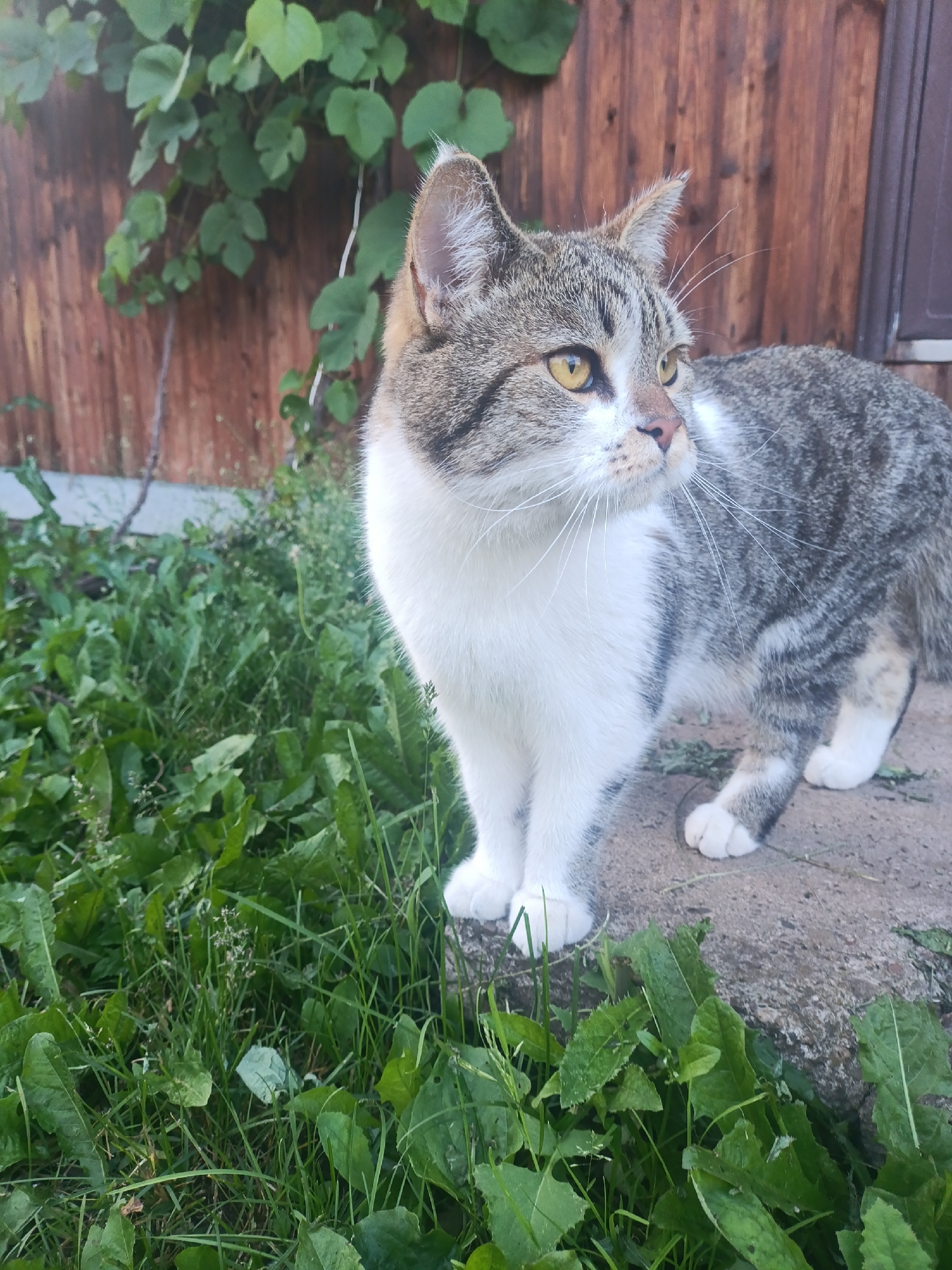 A tabby and white cat with yellow eyes is standing on a concrete surface in front of a wooden fence with green foliage. The cat is looking to the right. Lush green grass and plants surround the concrete. The background shows a rustic wooden fence, possibly part of a rural property or garden. The scene is outdoors, suggesting a natural or semi-natural environment within or near the city of Фролы, Russia.