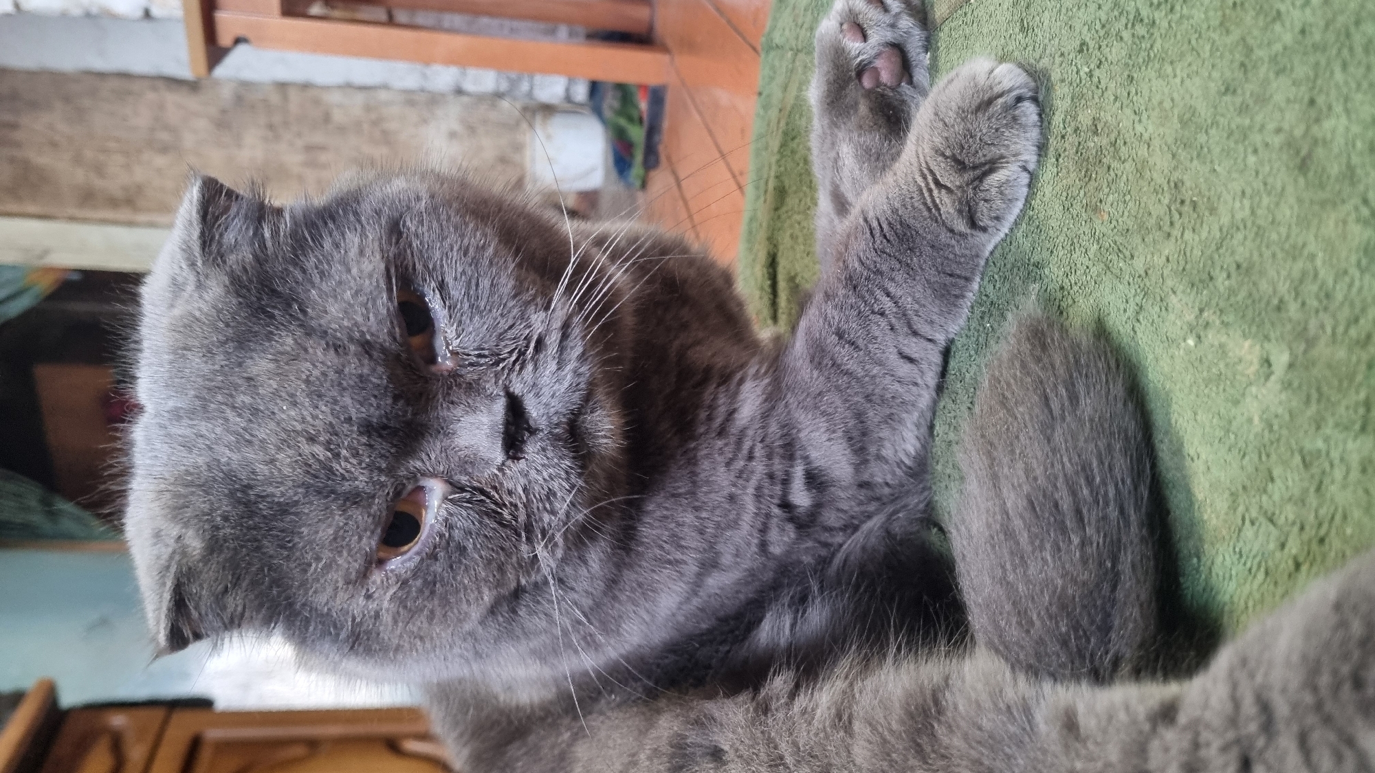 A close-up, eye-level medium shot shows a grey Scottish Fold cat lying on a textured green blanket. The cat is positioned in the center of the frame, facing the viewer with a slightly grumpy expression. Its ears are folded forward, and its eyes are a light amber color, with some watering present. The cat's whiskers are prominent, fanning out from its muzzle. Its front paws are resting on the blanket. In the background, the scene is out of focus, suggesting an indoor environment. To the left, a wooden cabinet or furniture is visible. To the right, a blurry wooden chair and a textured wall are present. The overall lighting is soft, and the image appears to have been taken indoors. The location of Vysokoe, Russia is not discernible from the visual information provided in the image.