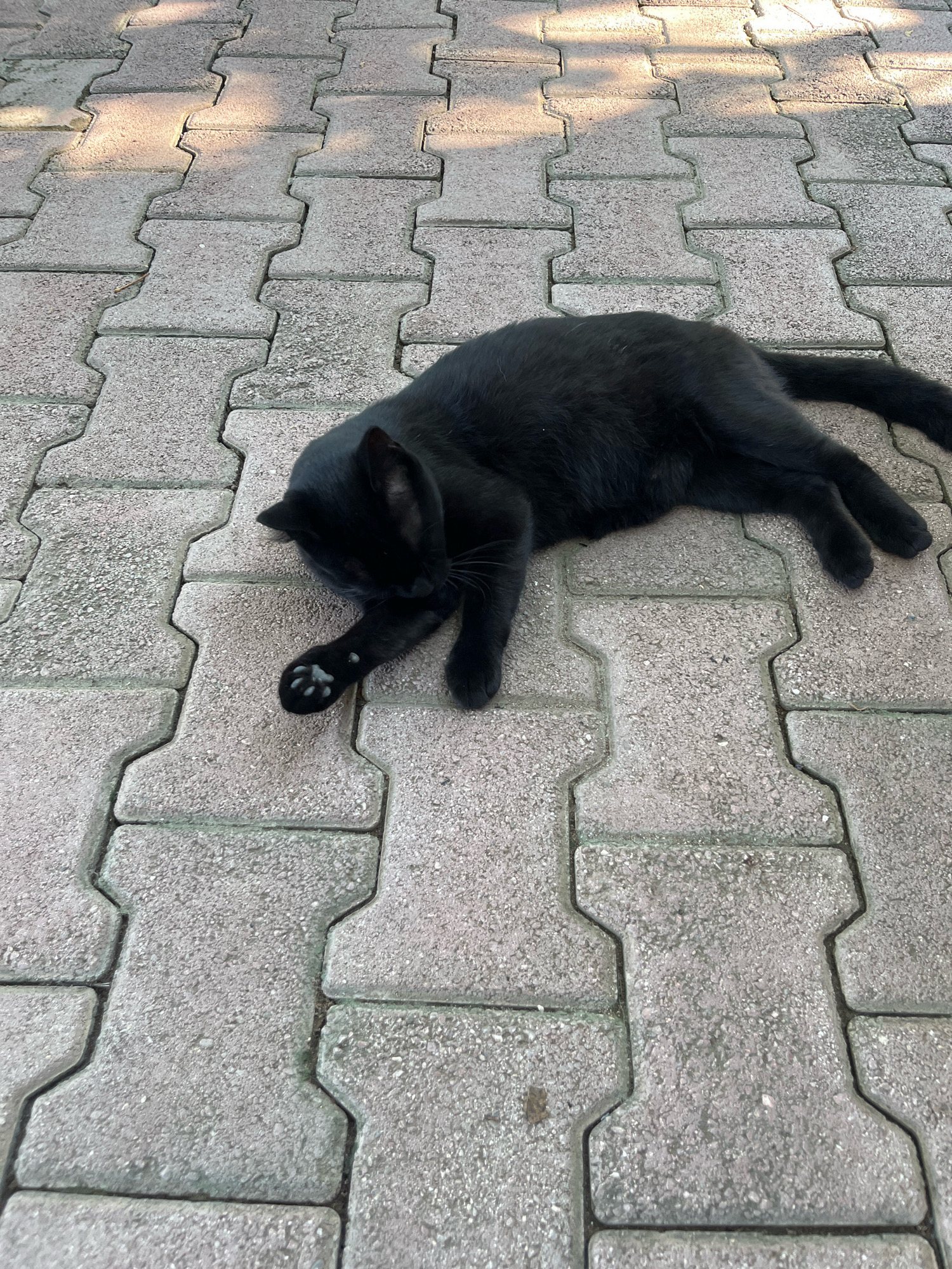 A black cat is lying on its side on interlocking concrete pavers in Kemer, Turkey. The cat is facing left and has its front paws extended. Sunlight casts shadows on the pavers, creating a dappled effect. The scene is captured from a top-down perspective.