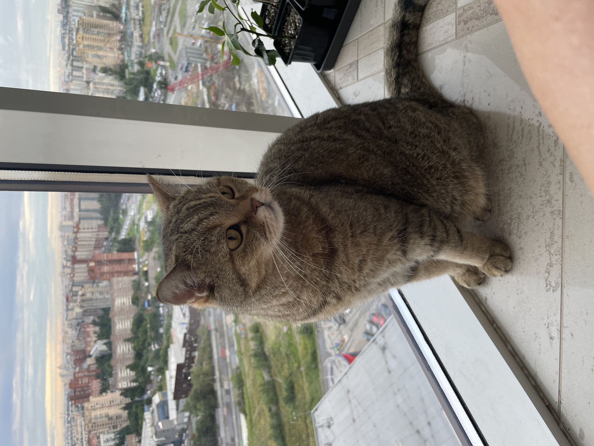 A tabby cat sits on a tiled windowsill, looking out at a cityscape. The cat is facing to the right of the frame, with its body angled slightly away from the camera. Its fur is a mix of brown and black stripes. The windowsill is tiled with light-colored squares, and a potted plant sits to the right of the cat. Outside the window, a dense urban landscape stretches out, with numerous buildings of varying heights and architectural styles. The sky is overcast with some pale light filtering through. Construction cranes are visible in the distance, indicating ongoing development. The location is identified as an unknown area of Russia due to the architectural style and general urban sprawl.