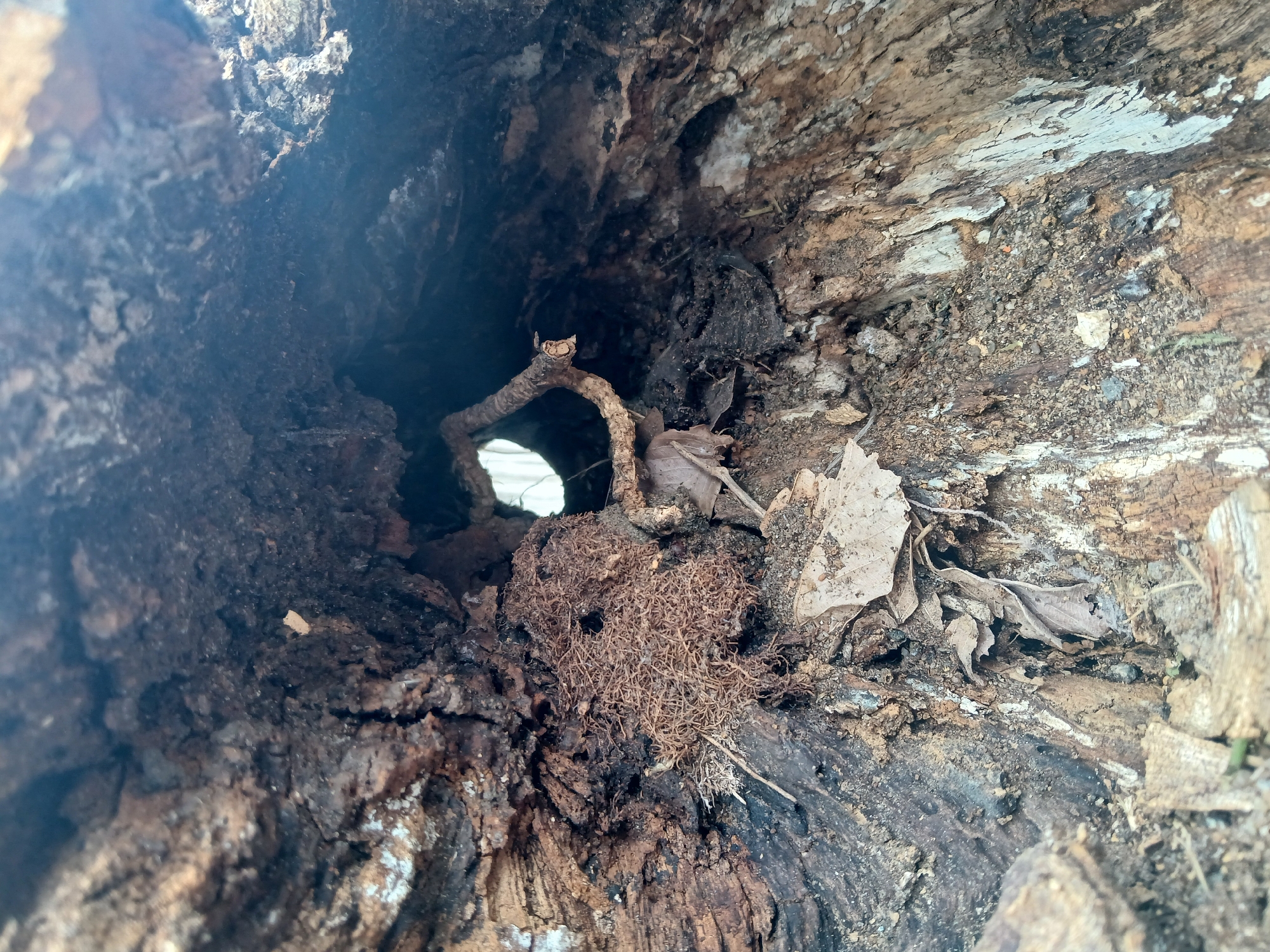 This close-up image captures the interior of a hollowed-out tree trunk or log, presenting a detailed view of its textured, decaying wood. The dominant subjects are the organic materials within this natural cavity.
In the center, a small, circular opening provides a bright focal point, suggesting an exit or another part of the hollow, through which faint daylight is visible. A slender, curved twig acts as a natural bridge or support across this opening. The floor and walls of the cavity are covered with various forms of natural debris, including dried brown leaves, earthy detritus, and a distinctive cluster of fine, reddish-brown fibrous material that resembles dried moss or rootlets, particularly prominent in the mid-foreground.
The wood itself exhibits various stages of decay, with rough textures, dark brown and black sections, and lighter, almost white patches, possibly indicating fungal growth or exposed inner wood. The overall impression is one of a miniature, hidden ecosystem within a fallen or hollow tree.
No human activity or people are depicted. The scene is static, showcasing the intricate details of natural decomposition. The lighting indicates it is daytime. Given the context of Guayana City, Venezuela, this is likely a view within a tropical or subtropical wooded area, common for such natural formations. There is no visible text in the image.