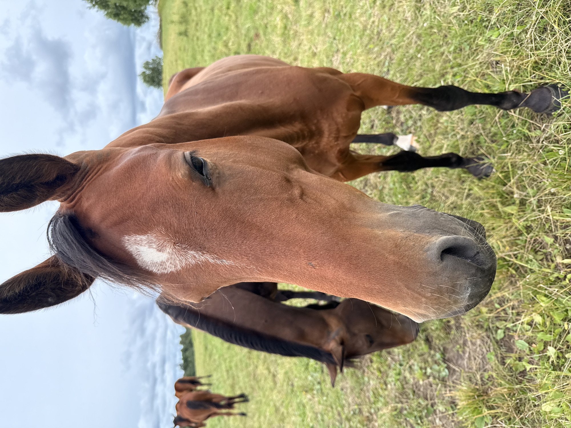 The image shows a close-up of a brown horse's head in a grassy field. The horse has a white marking on its forehead and dark mane. In the background, other horses are visible, some grazing. The environment appears to be a rural area with trees and a cloudy sky. The scene is located in the village of Galinė, Lithuania.